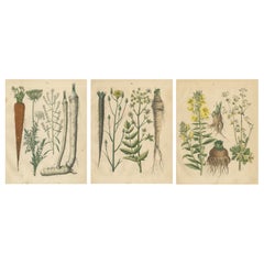 Antique Root and Medicinal Plant Prints, Botanical Studies, Germany 1852