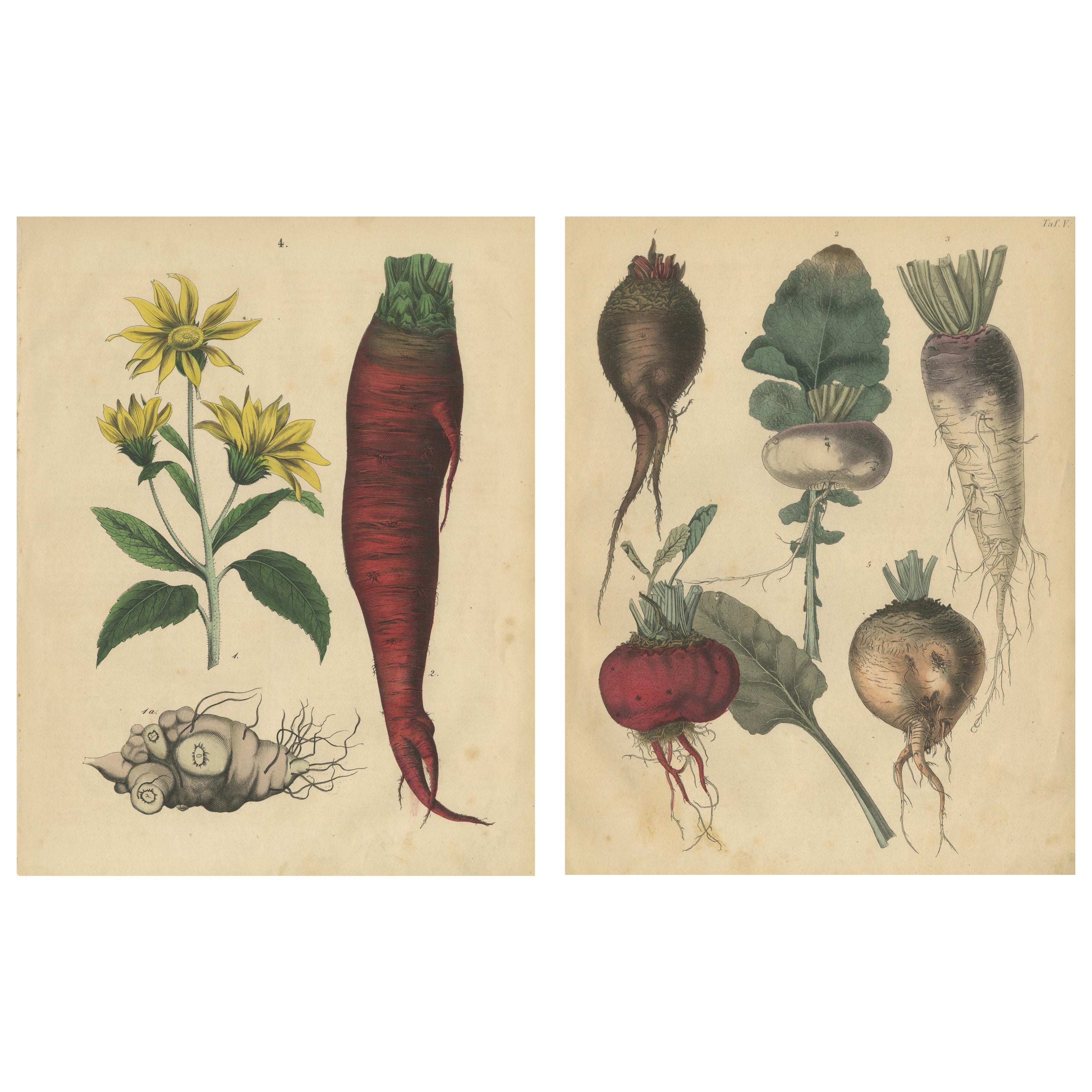 Antique Root Vegetable Lithographs – Beets, Carrots, Turnips, Calwer 1852
