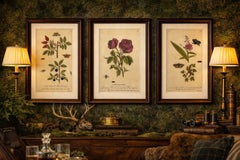 Antique Rose and Botanical Insect Engravings — Decorative Natural History, 1720