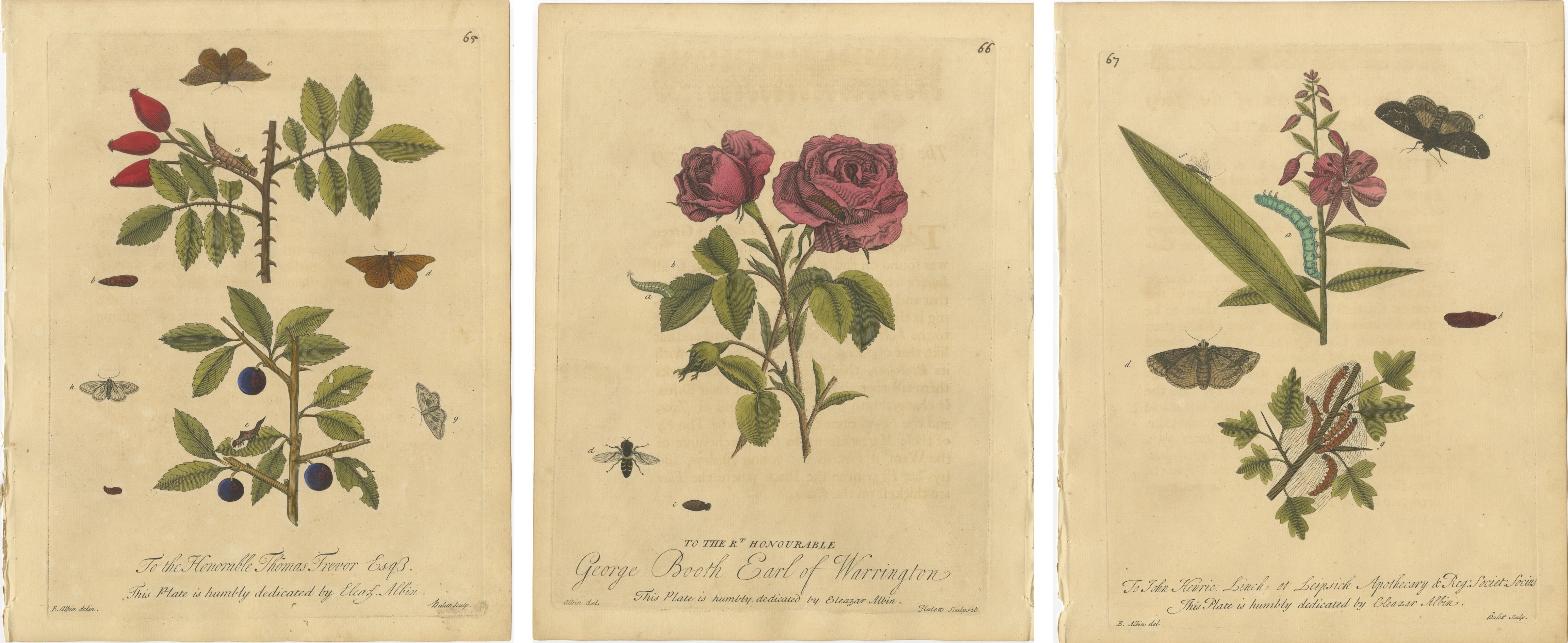 Antique Rose and Botanical Insect Engravings — Decorative Natural History, 1720