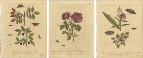 Antique Rose and Botanical Insect Engravings — Decorative Natural History, 1720