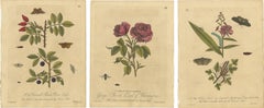 Antique Rose and Botanical Insect Engravings — Decorative Natural History, 1720