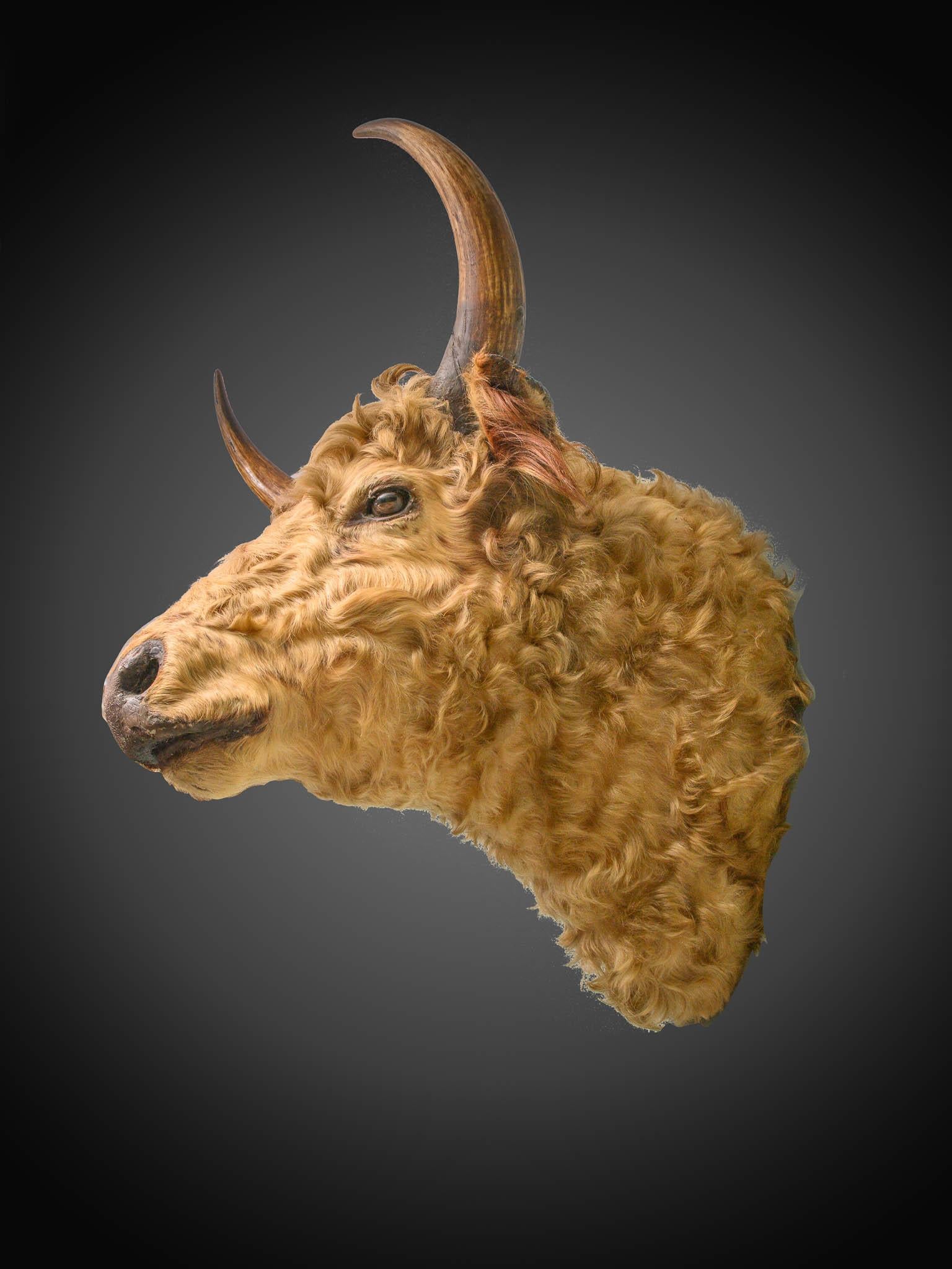 taxidermy bull head