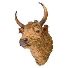 Antiguo Rowland Ward  Taxidermia victoriana de cabeza de toro a tamaño natural del siglo XIX