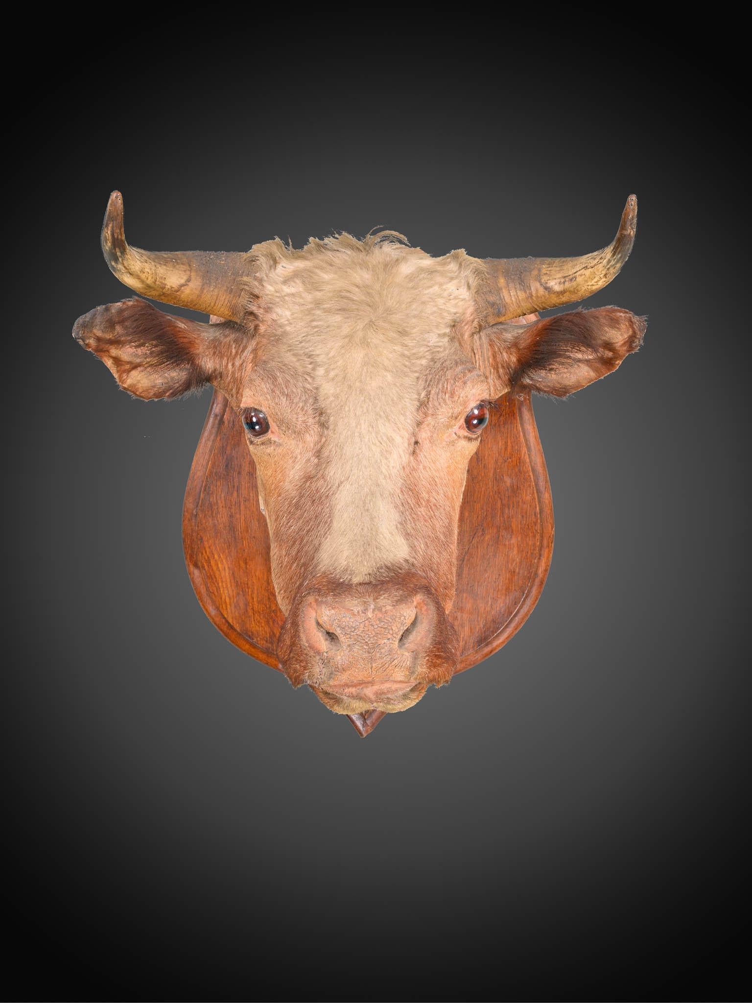 Antique Rowland Ward  late 19th C Victorian lifesize bull’s head taxidermy with glass eyes on  beautiful oak shield 

Rowland Ward paper label to the back of the shield.

Provenance: The Richard Pratley Collection