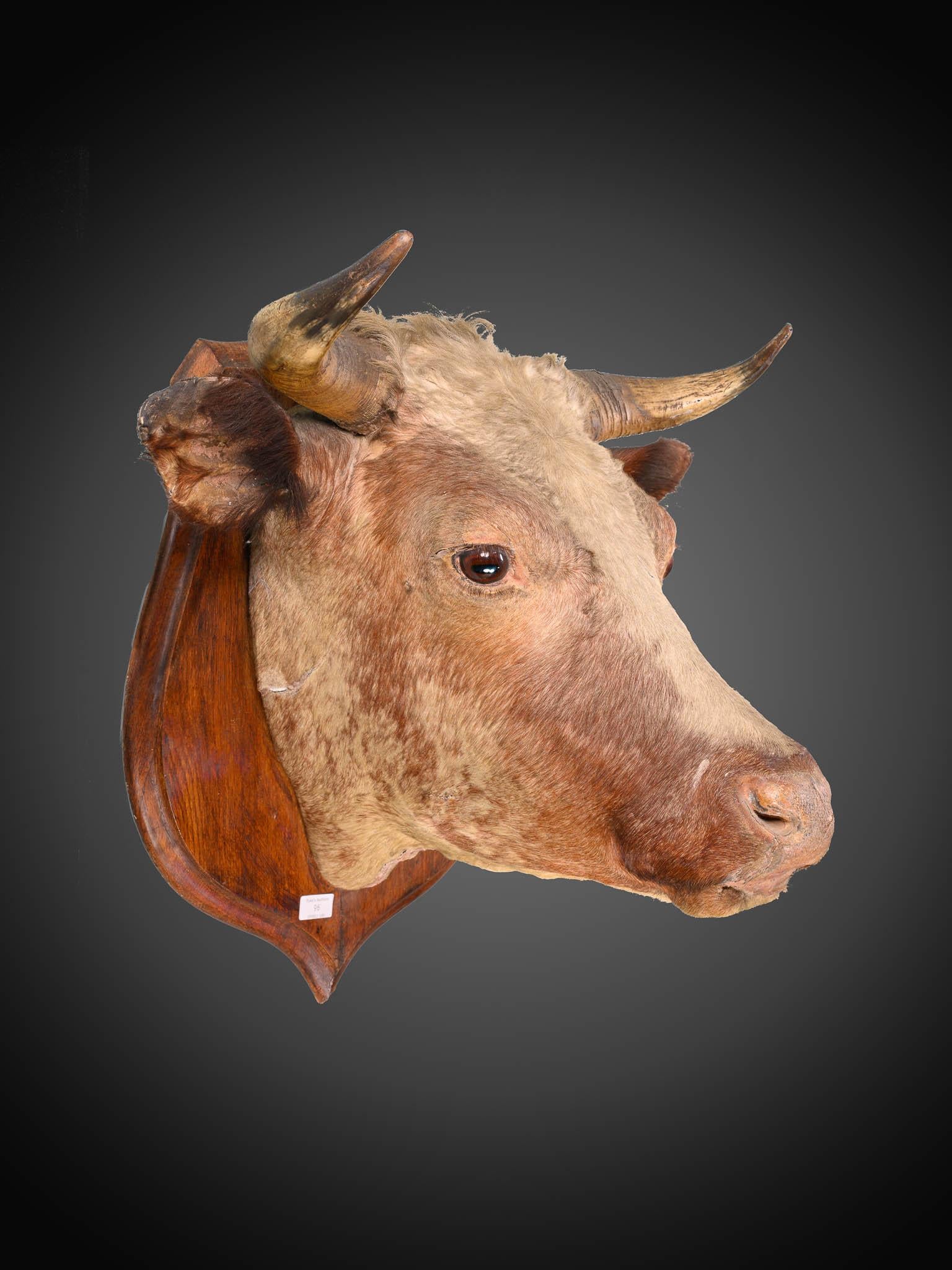 victorian bull