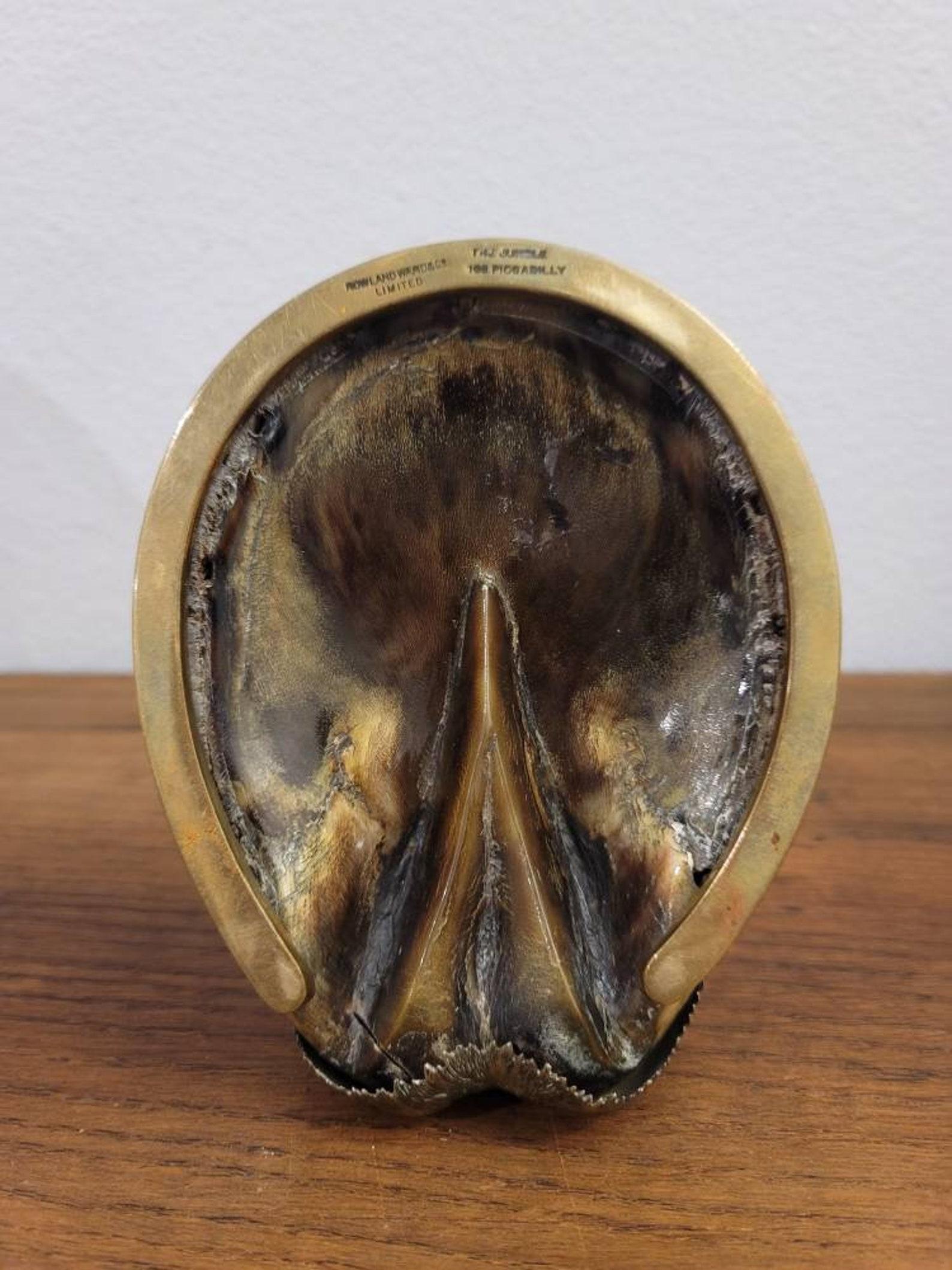 Victorian Antique Rowland Ward Signed English Taxidermy Horse Hoof Match Holder For Sale