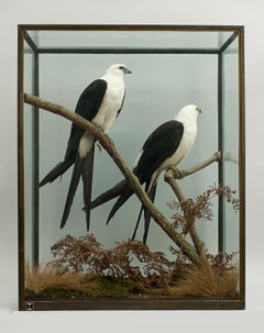 Antique Rowland Ward Taxidermy, Swallow Tailed Hawk