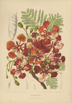 Antike botanische Chromolithografie einer Königspalme von Hoola van Nooten, um 1880