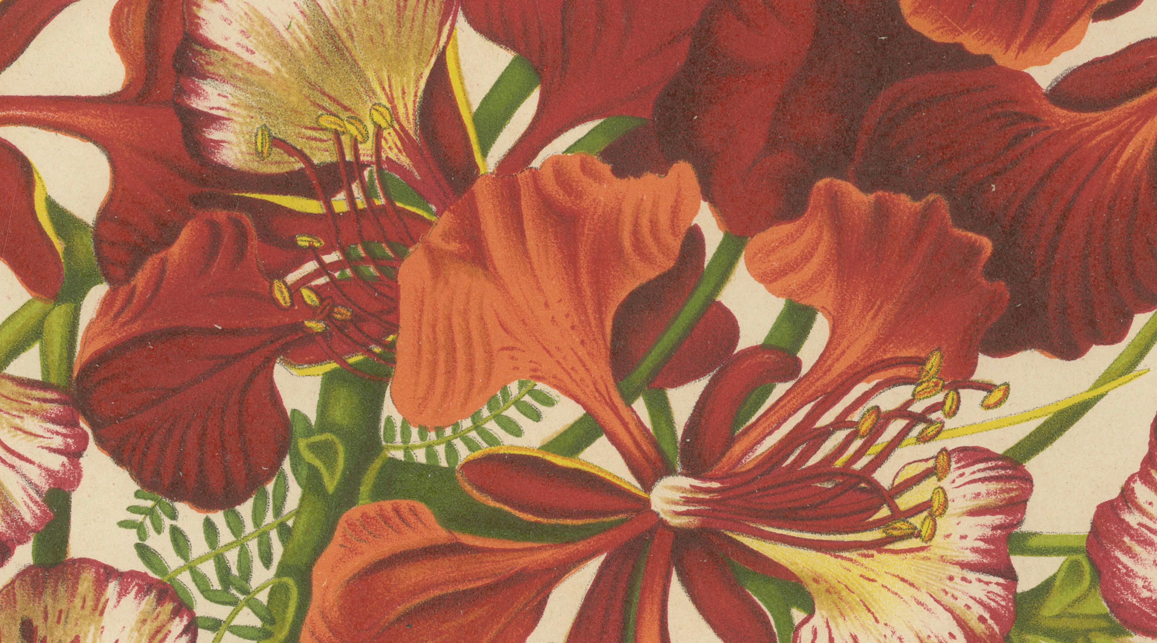 Antique Royal Poinciana Botanical Chromolithograph by Hoola van Nooten, c. 1880