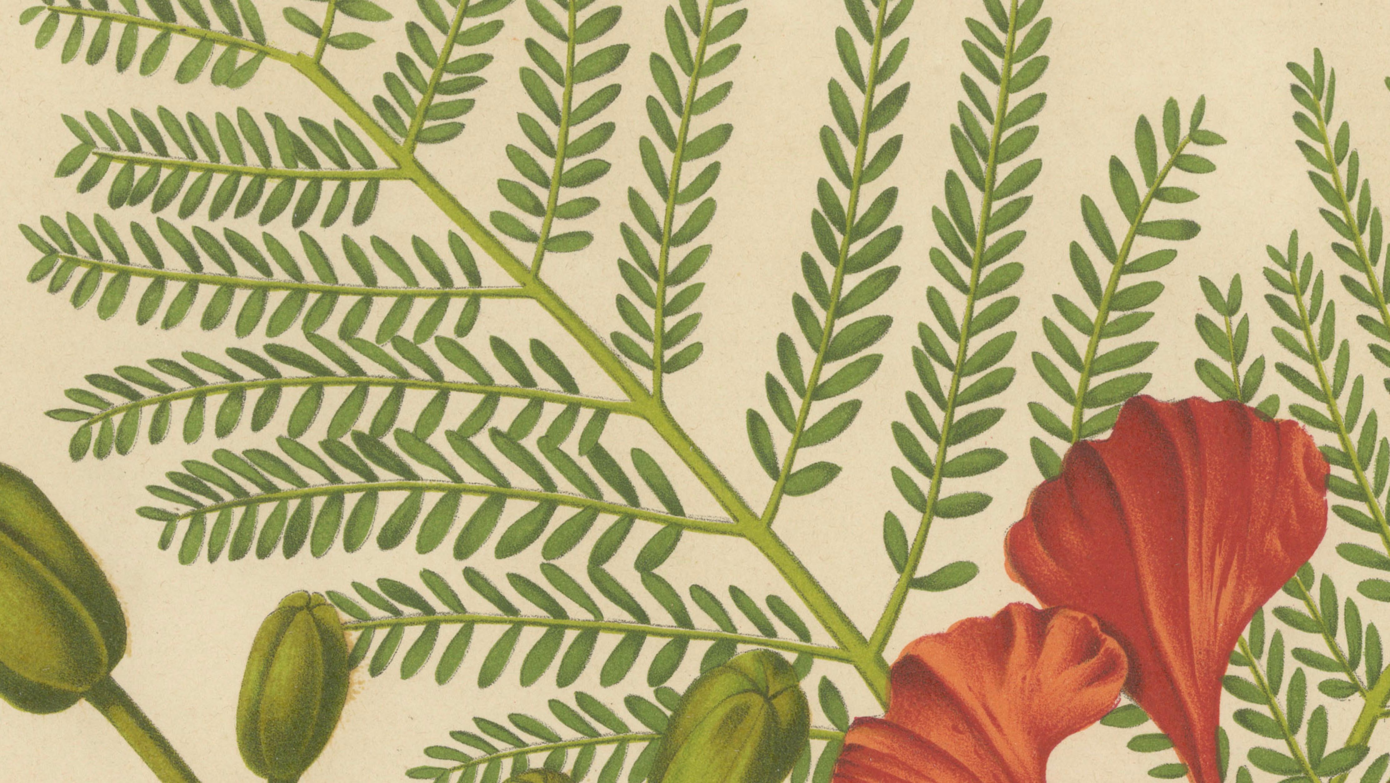 Antique Royal Poinciana Botanical Chromolithograph by Hoola van Nooten, c. 1880
