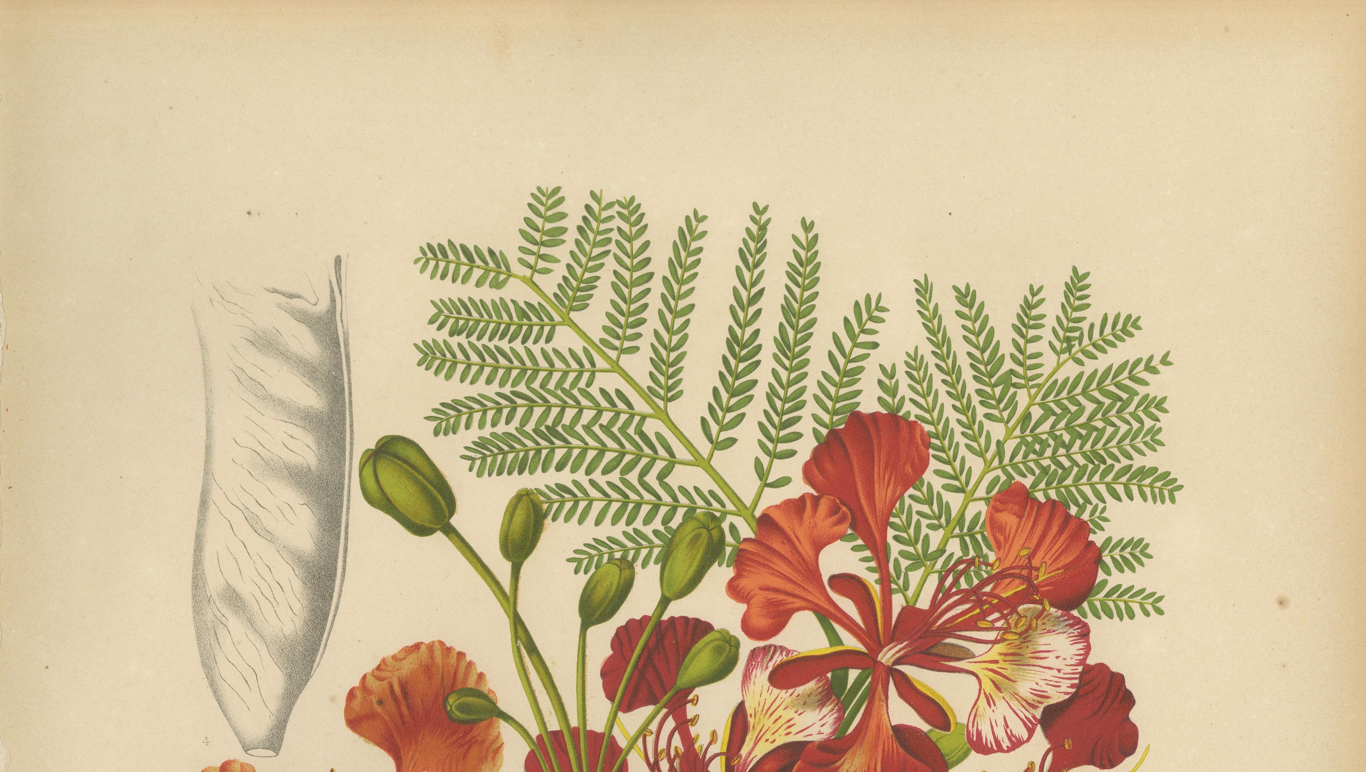 Antique Royal Poinciana Botanical Chromolithograph by Hoola van Nooten, c. 1880