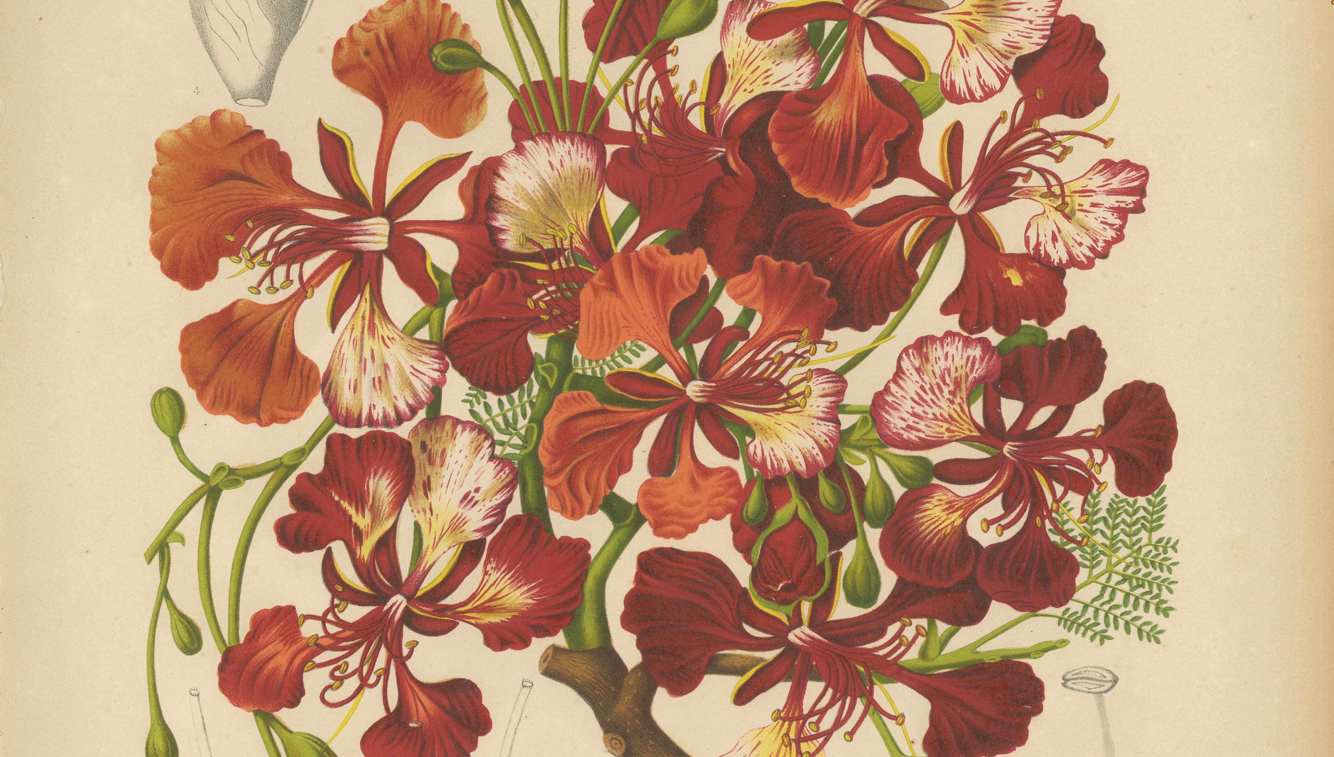 Antique Royal Poinciana Botanical Chromolithograph by Hoola van Nooten, c. 1880