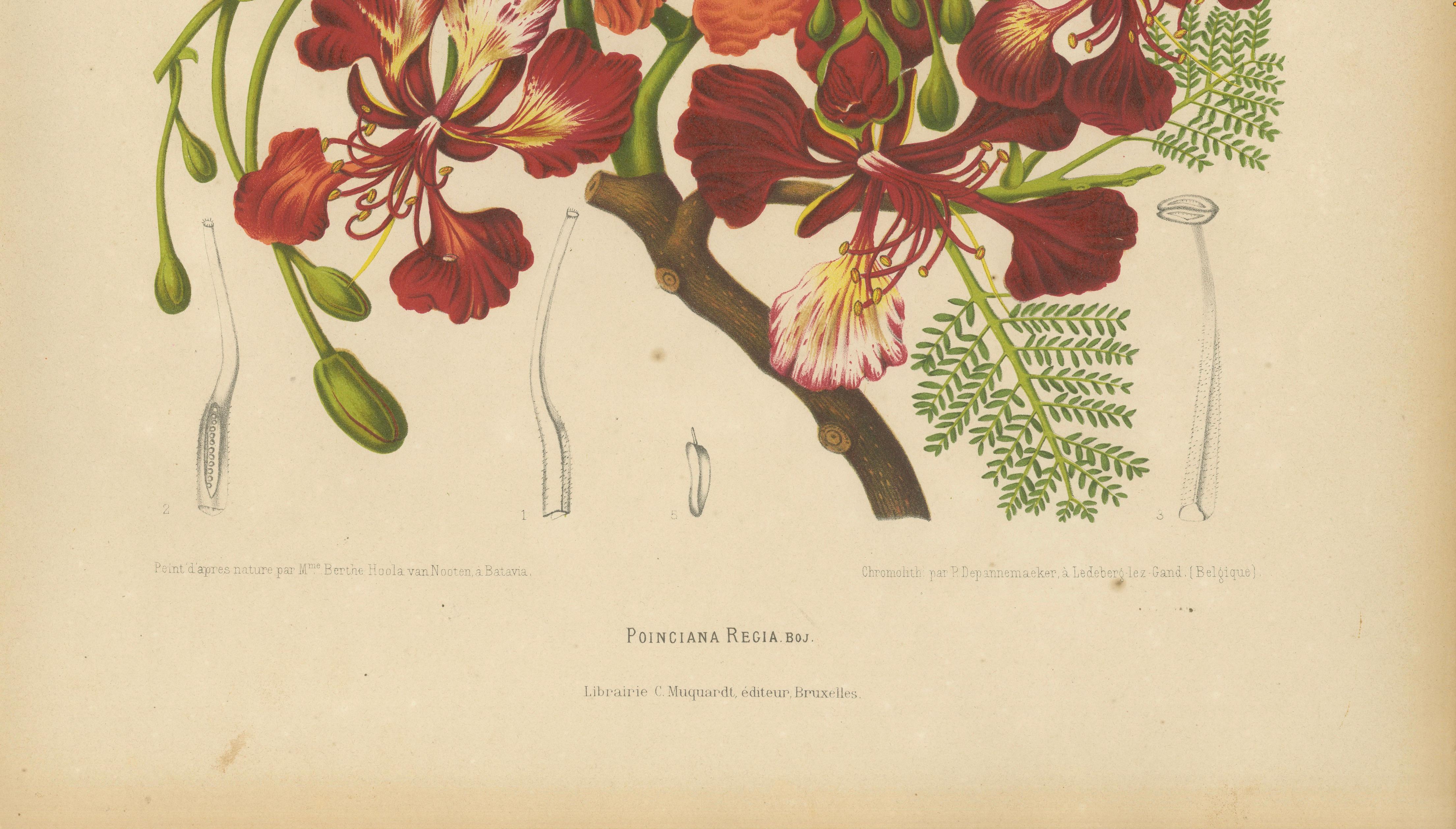 Antique Royal Poinciana Botanical Chromolithograph by Hoola van Nooten, c. 1880