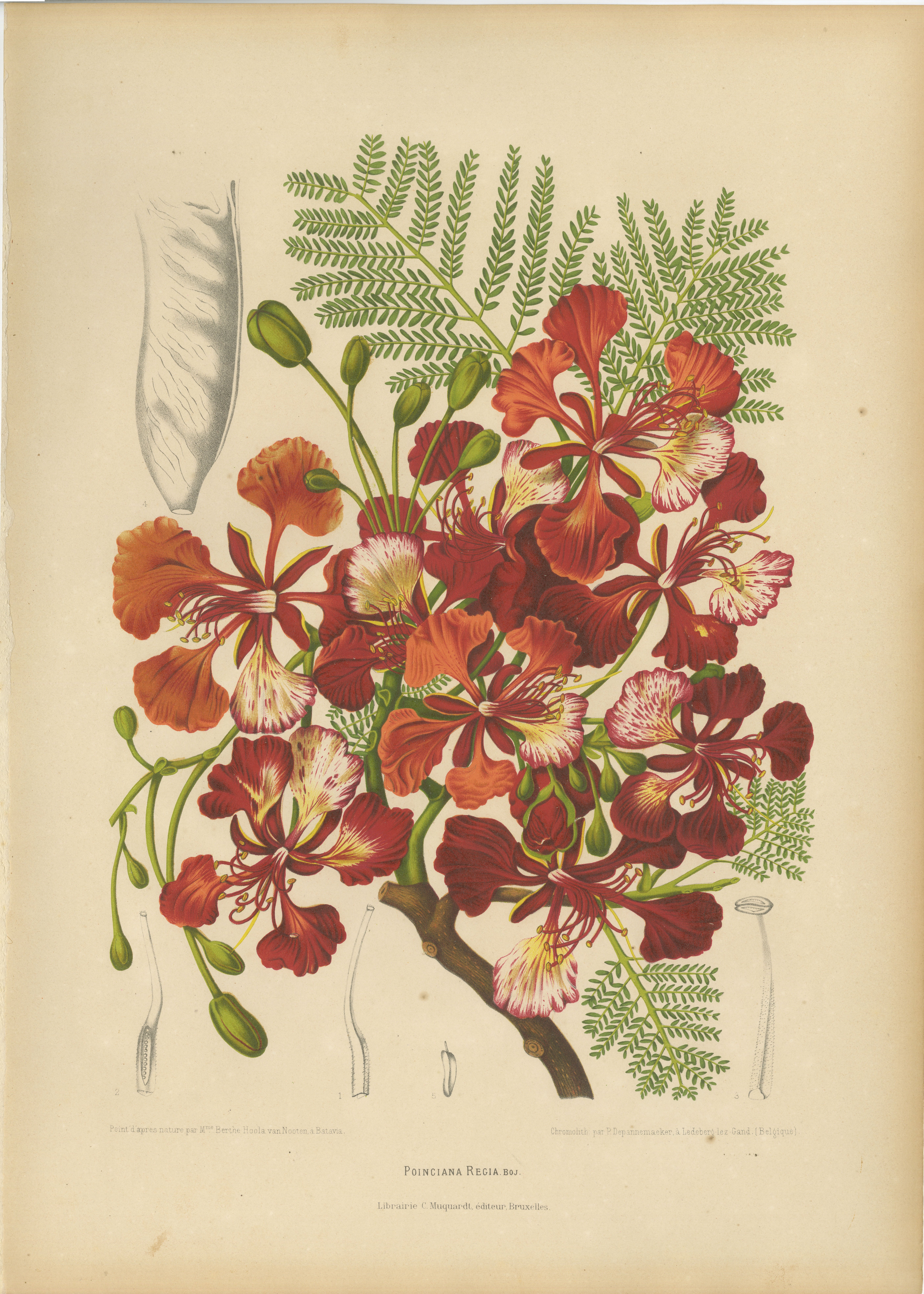 Antique Royal Poinciana Botanical Chromolithograph by Hoola van Nooten, c. 1880