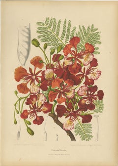 Antike botanische Chromolithografie einer Königspalme von Hoola van Nooten, um 1880