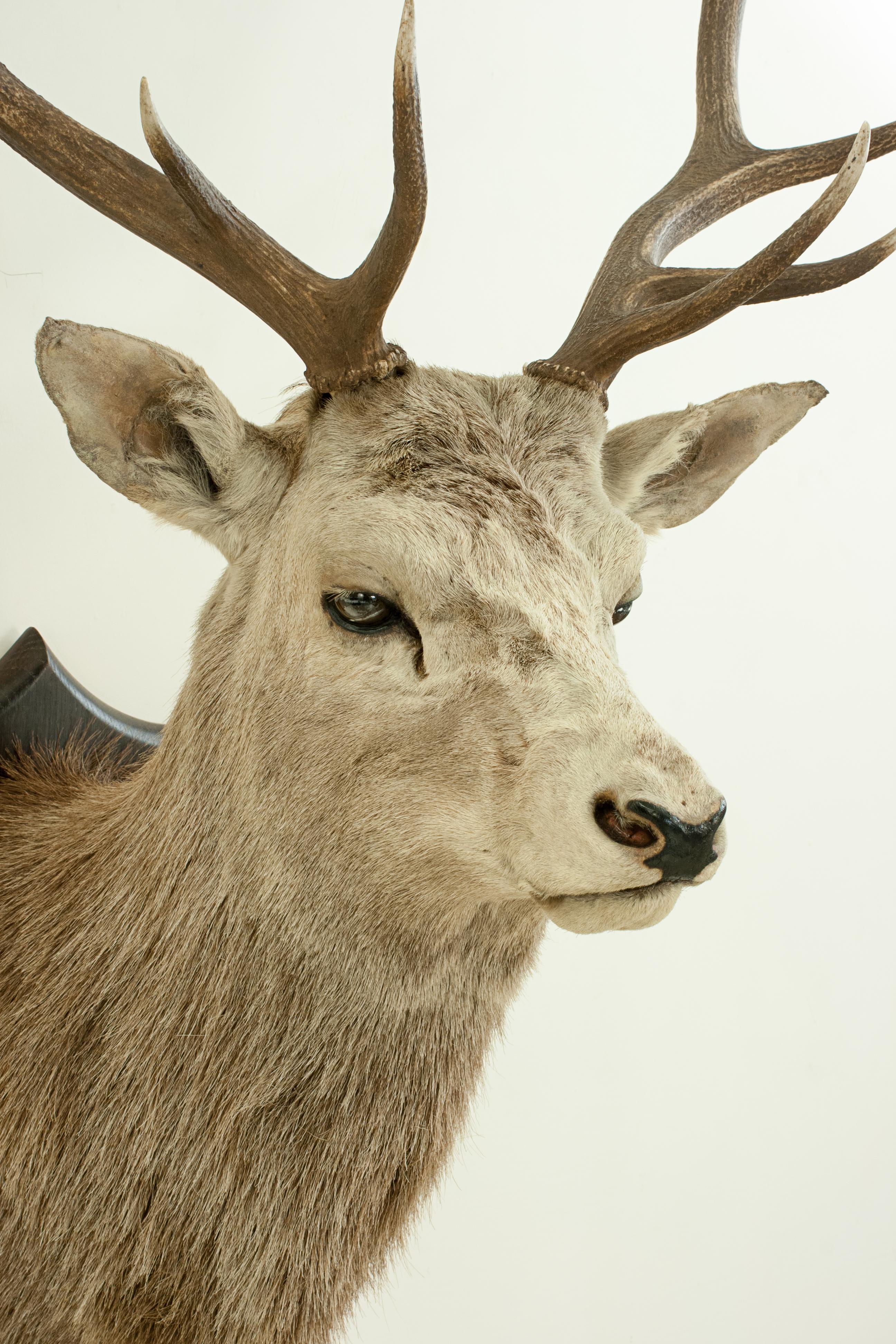 Animal Skin Antique Royal Taxidermy Stag by Spicer of Leamington, Red Deer, Mounted on Oak