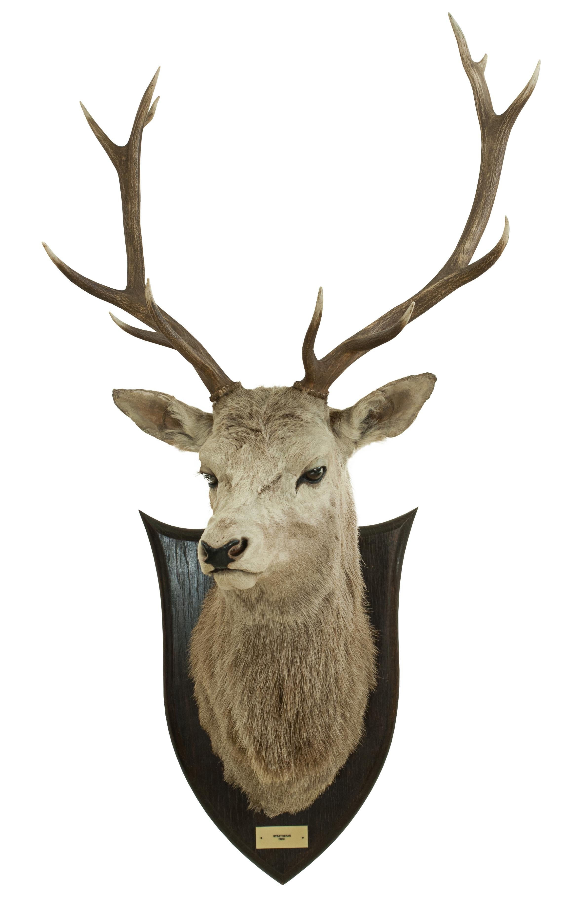 Vintage taxidermy stags head by Peter Spicer.
A good shoulder mount of a Red Deer. The head is with 12 point antler and set looking slightly to his right, our left. The taxidermy head is mounted onto a shaped polished oak shield with ivorine plaque