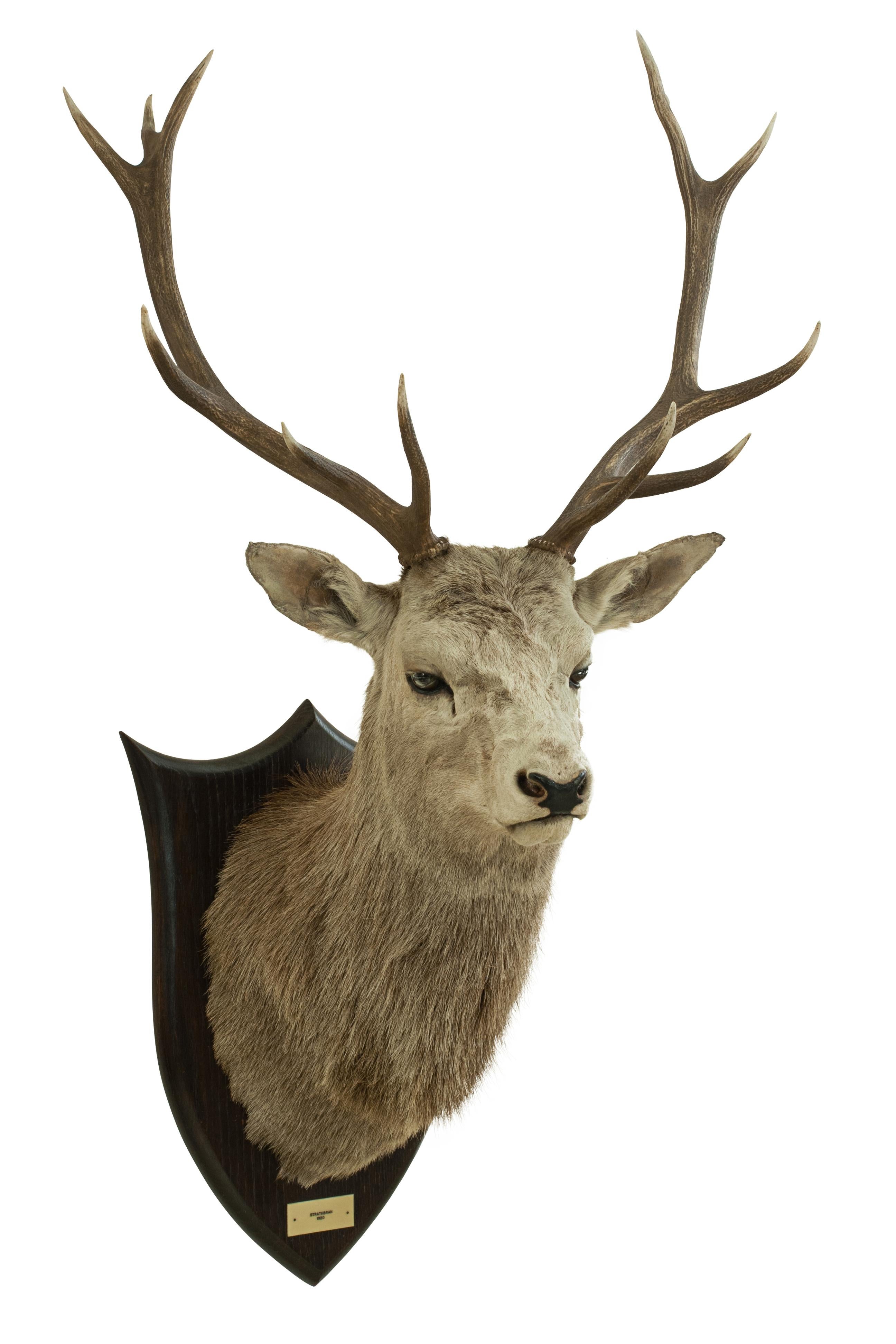 stags head taxidermy