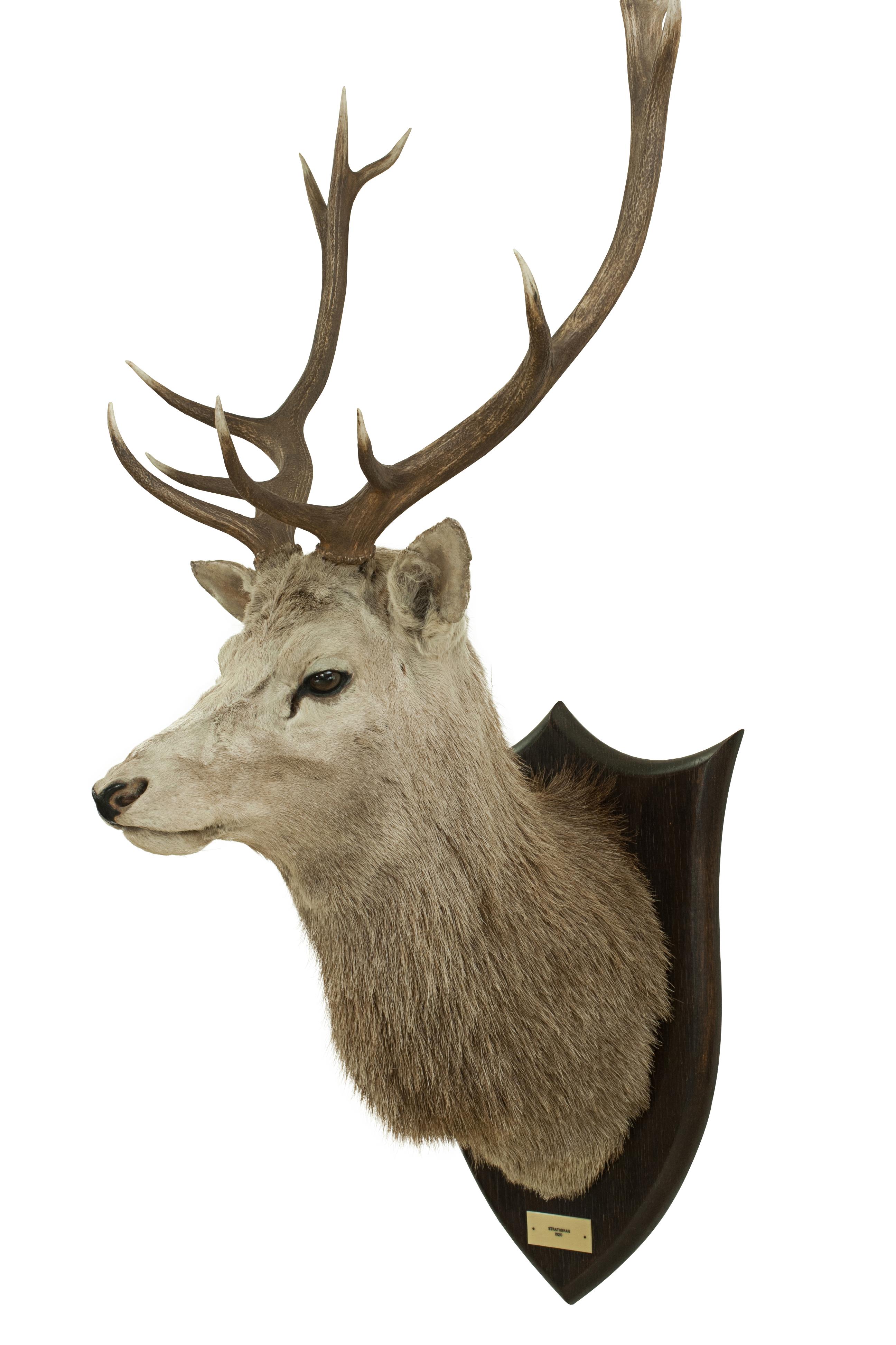 english deer mount