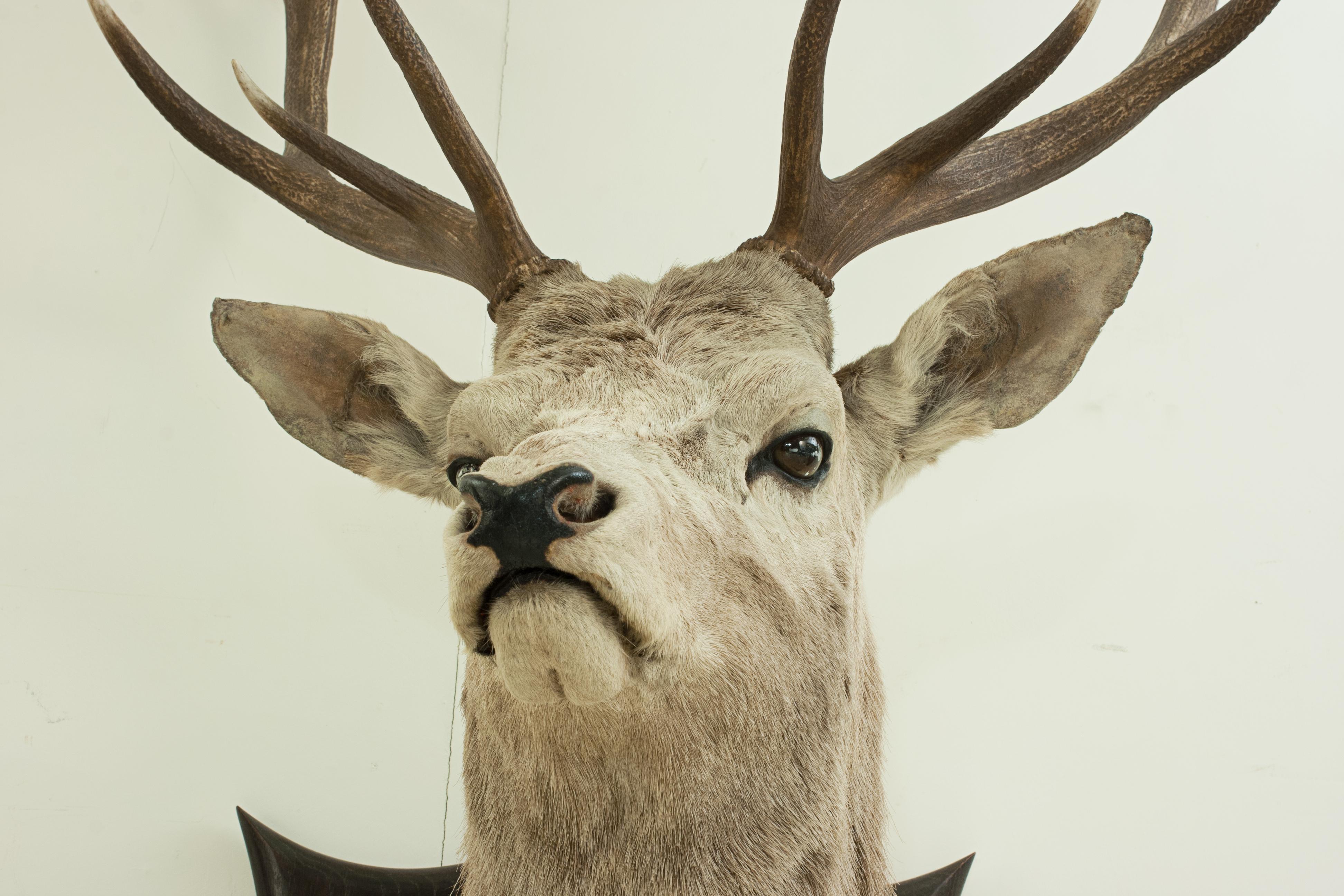 Antique Royal Taxidermy Stag by Spicer of Leamington, Red Deer, Mounted on Oak In Good Condition In Oxfordshire, GB