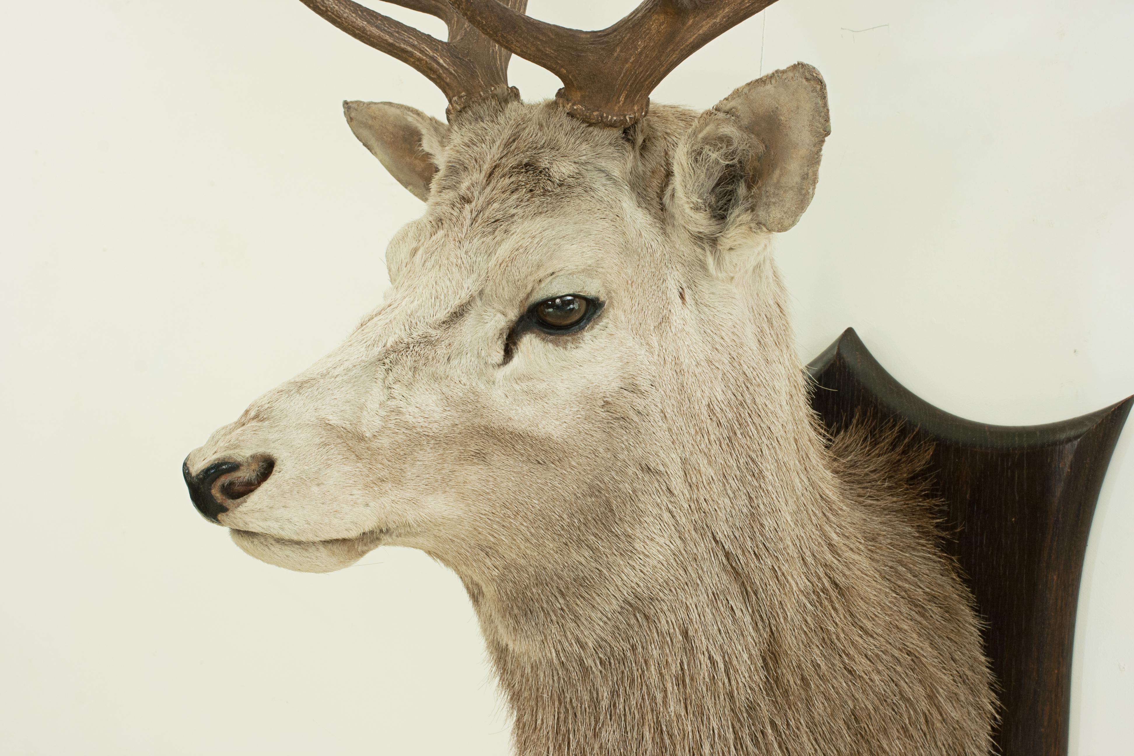 Early 20th Century Antique Royal Taxidermy Stag by Spicer of Leamington, Red Deer, Mounted on Oak