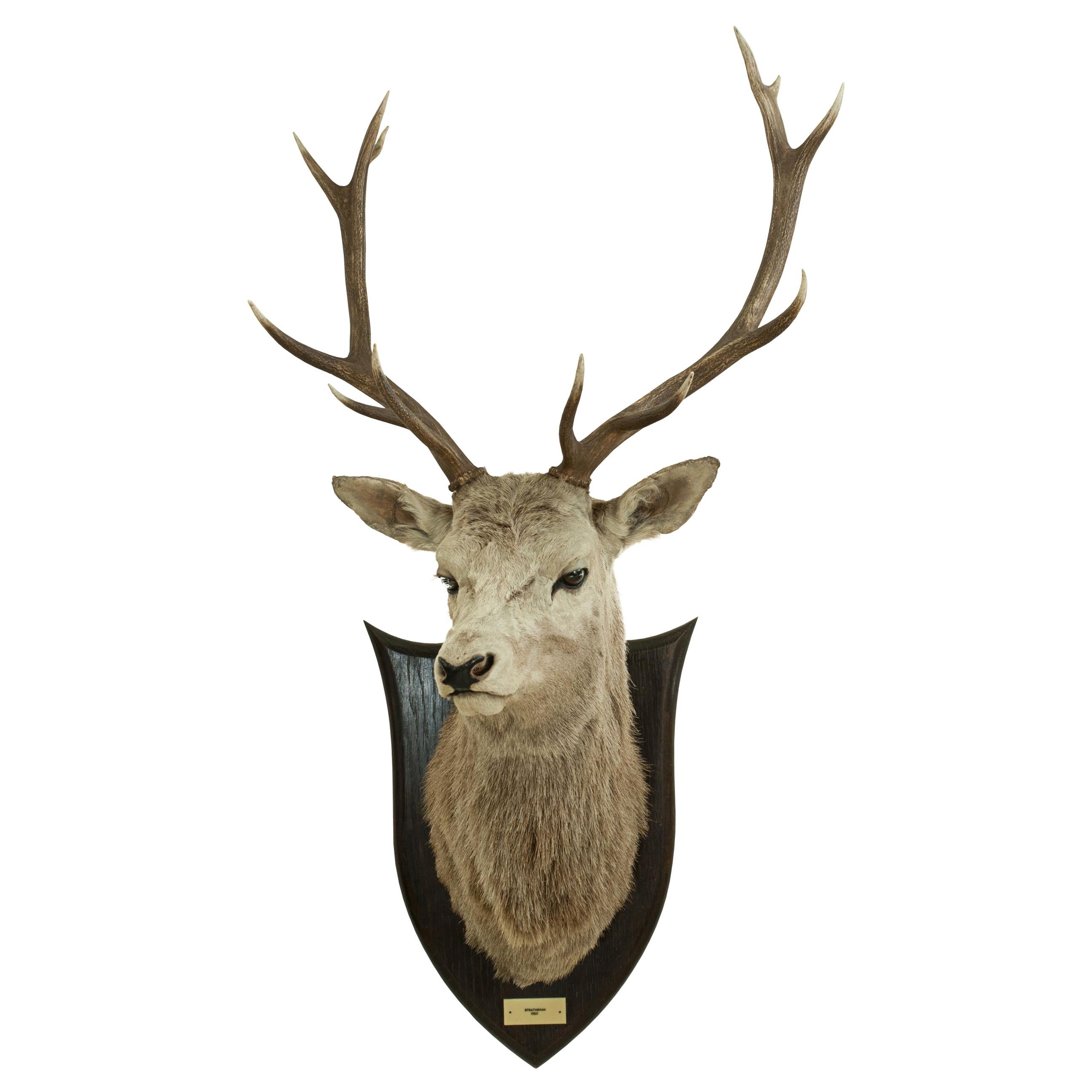 Antique Royal Taxidermy Stag by Spicer of Leamington, Red Deer, Mounted on Oak
