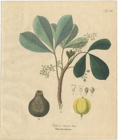 Antique Rubber Tree Botanical Print, Siphonia elastica, c.1831
