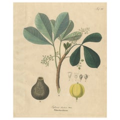 Antique Rubber Tree Botanical Print, Siphonia elastica, c.1831