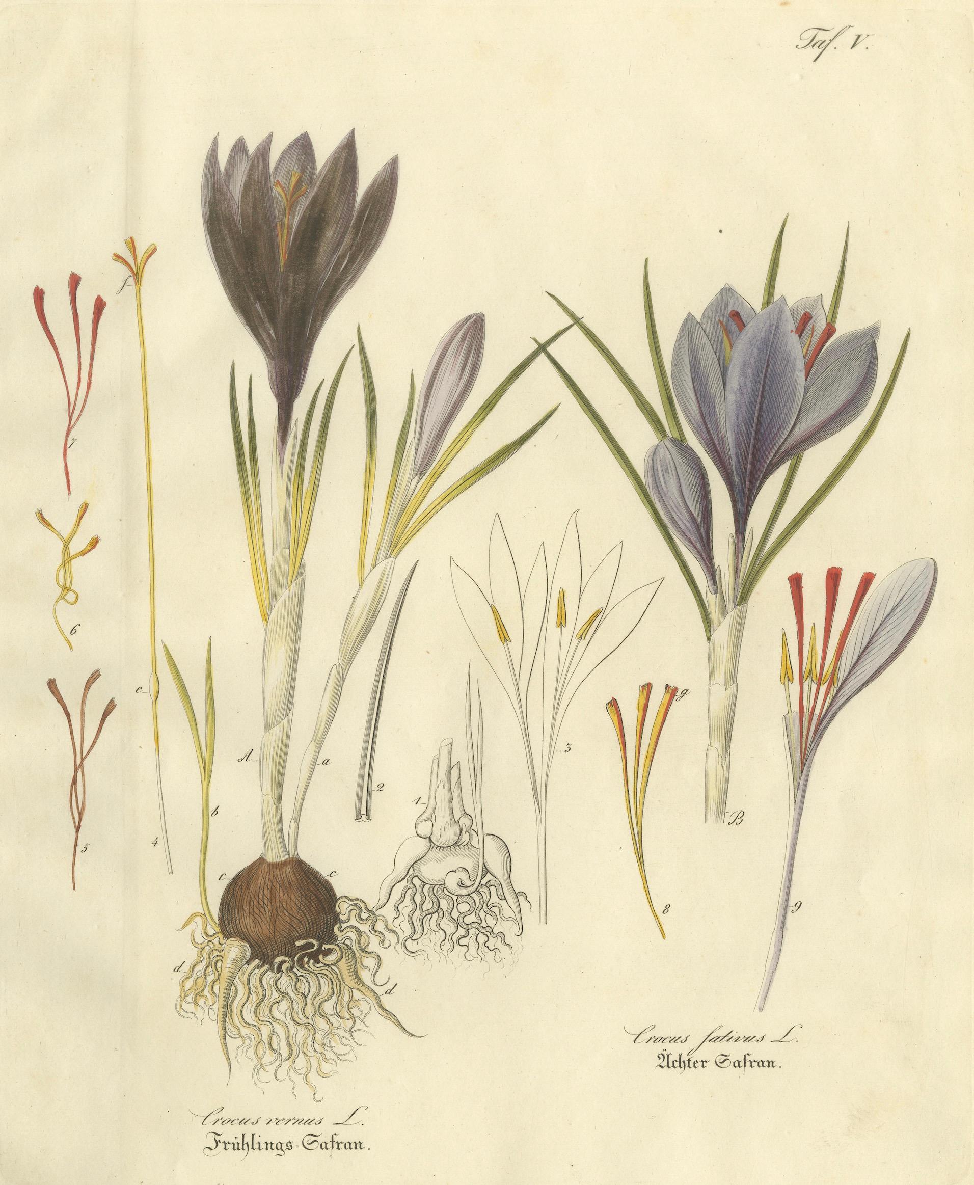 Antique Saffron Botanical Engraving, Crocus Sativus, Hand Colored, c.1831