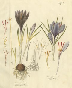 Antique Saffron Botanical Engraving, Crocus Sativus, Hand Colored, c.1831