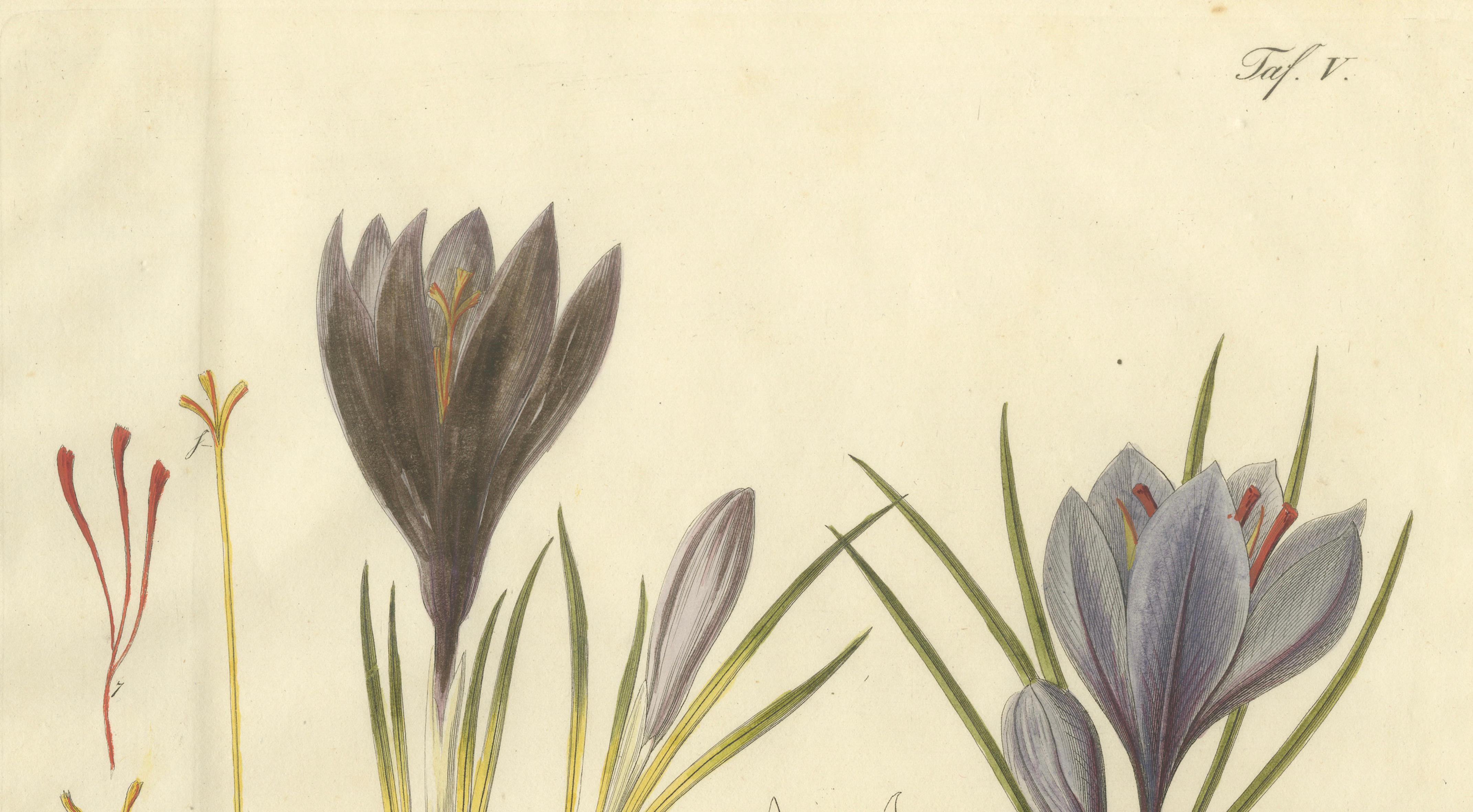 Antique Saffron Botanical Engraving, Crocus Sativus, Hand Colored, c.1831