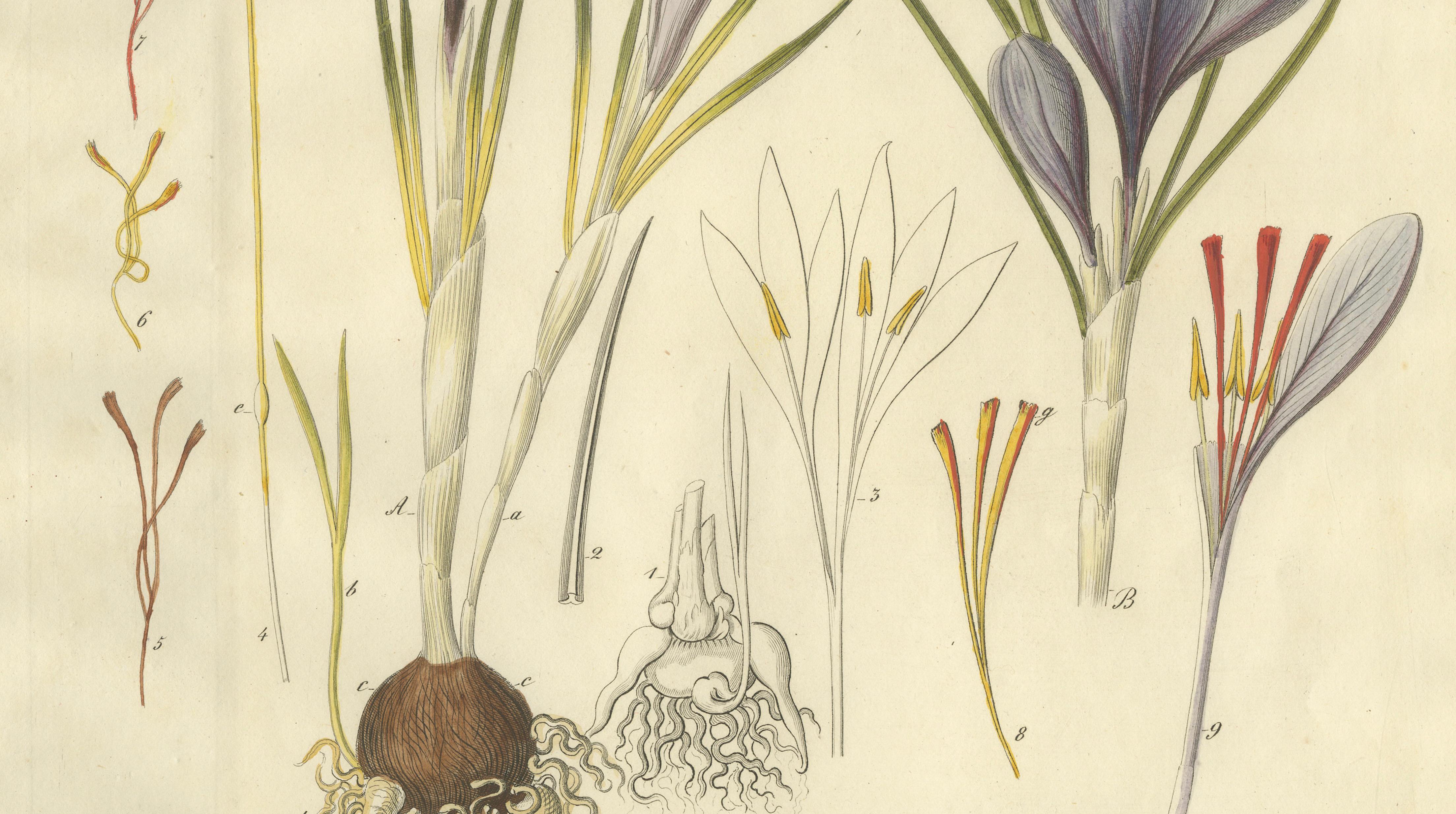 Antique Saffron Botanical Engraving, Crocus Sativus, Hand Colored, c.1831