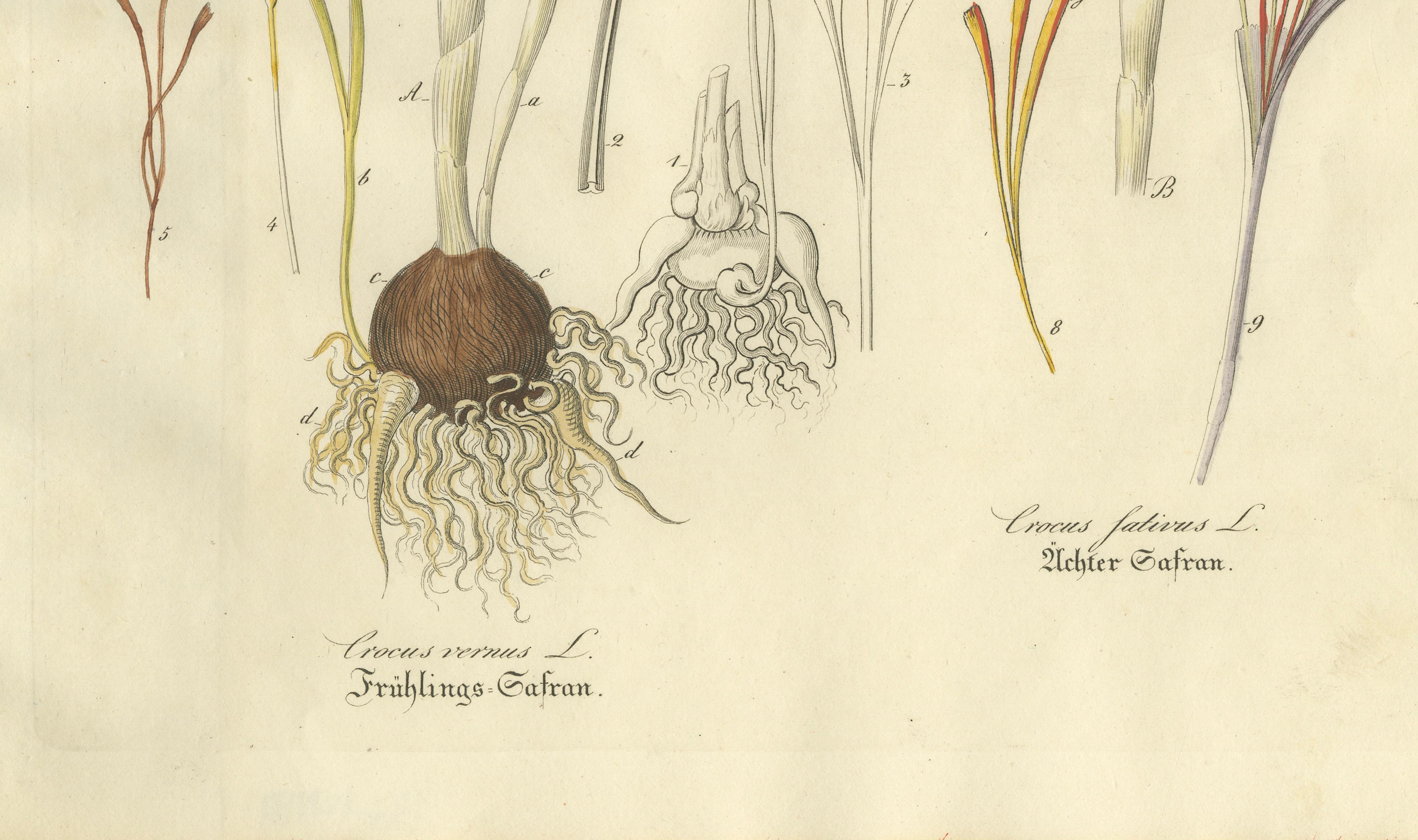 Antique Saffron Botanical Engraving, Crocus Sativus, Hand Colored, c.1831