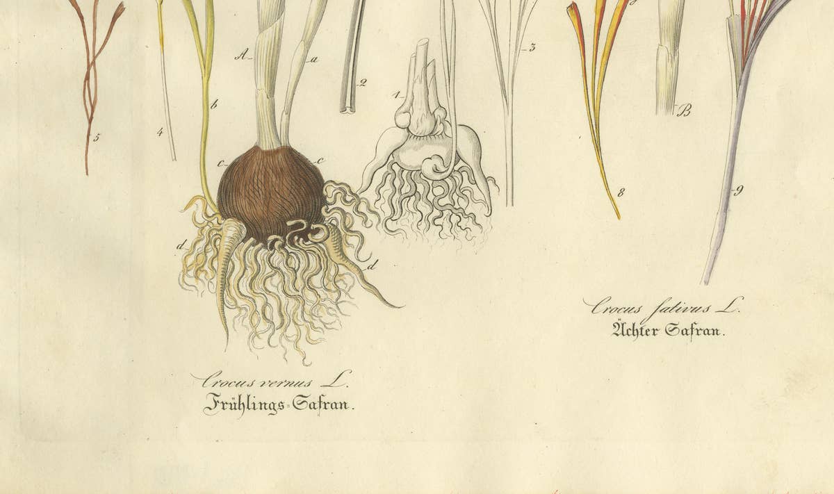 Antique Saffron Botanical Engraving, Crocus Sativus, Hand Colored, c.1831