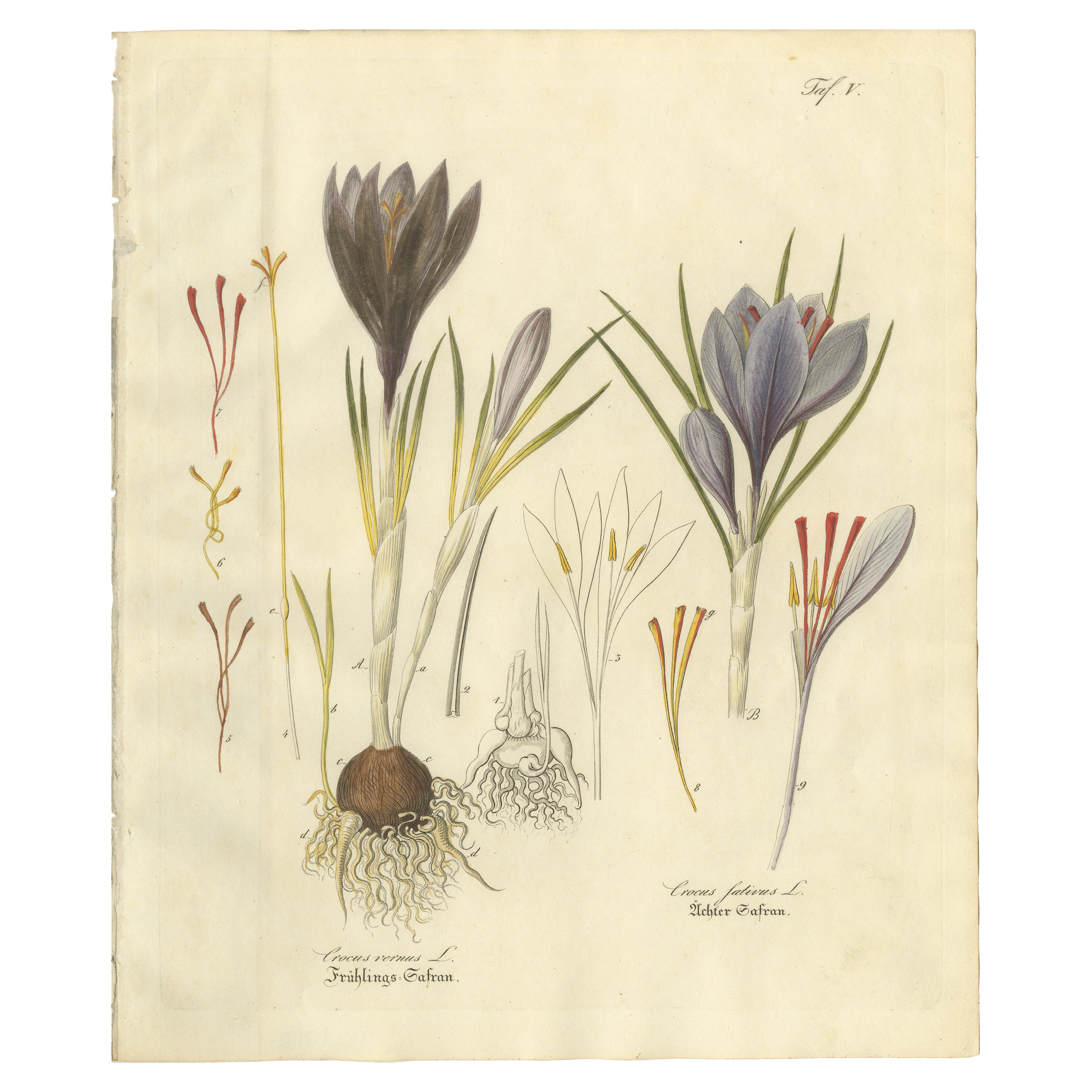 Antique Saffron Botanical Engraving, Crocus Sativus, Hand Colored, c.1831
