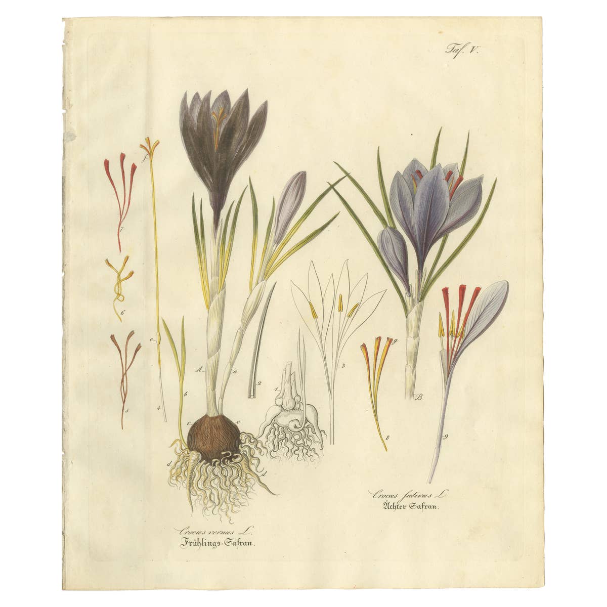 Antique Saffron Botanical Engraving, Crocus Sativus, Hand Colored, c.1831