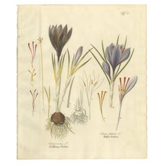 Antique Saffron Botanical Engraving, Crocus Sativus, Hand Colored, c.1831
