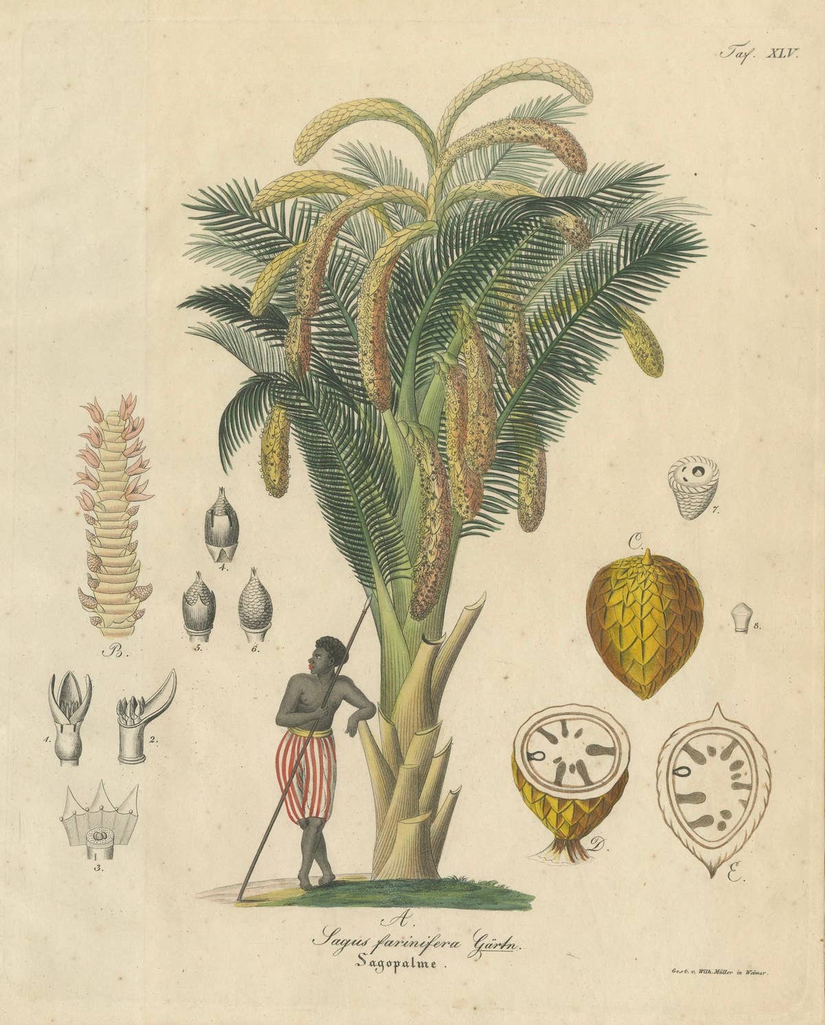 Antique Sago Palm Botanical Print, Copper Engraving, c.1831