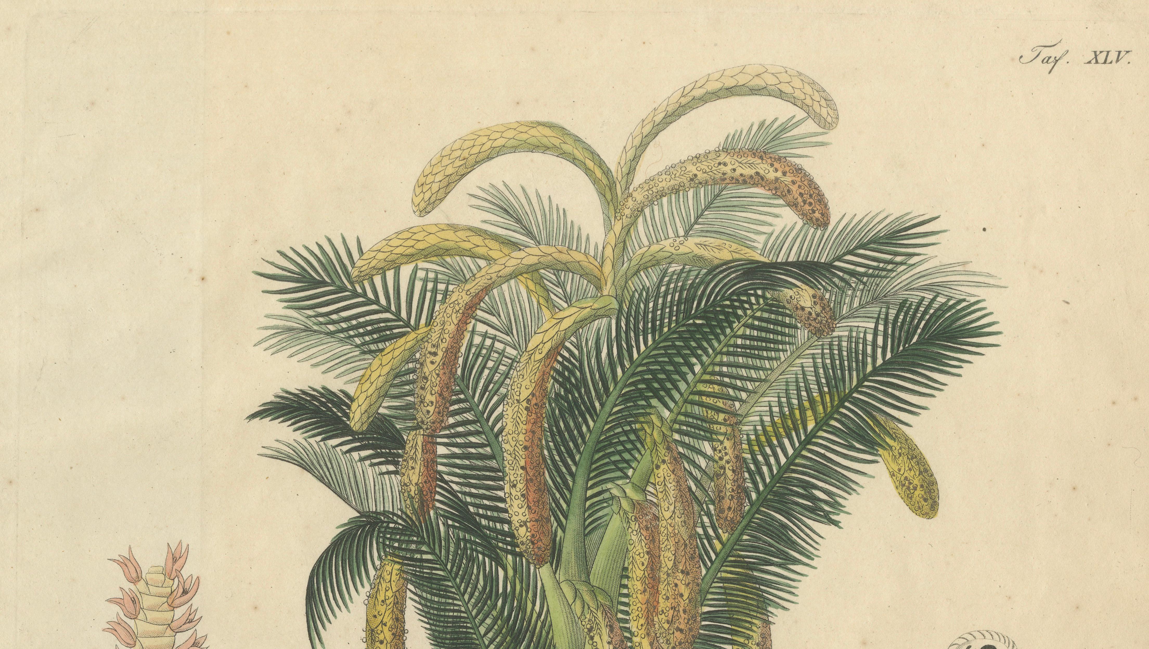 Antique Sago Palm Botanical Print, Copper Engraving, c.1831