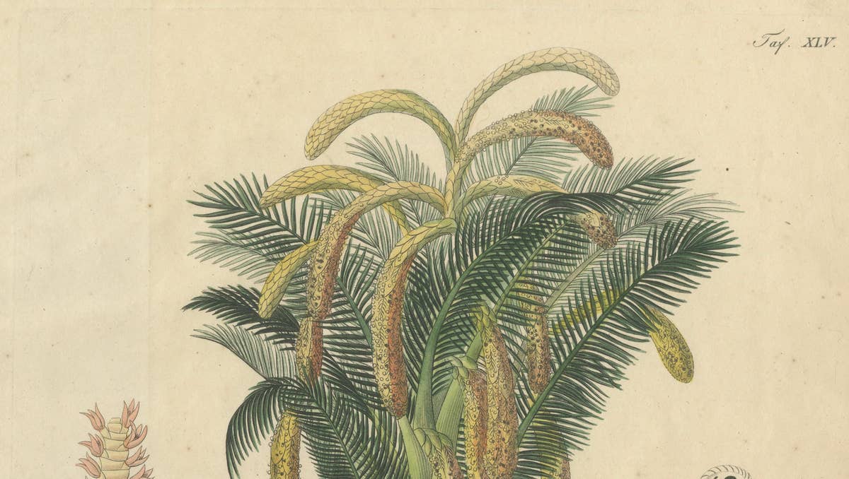 Antique Sago Palm Botanical Print, Copper Engraving, c.1831