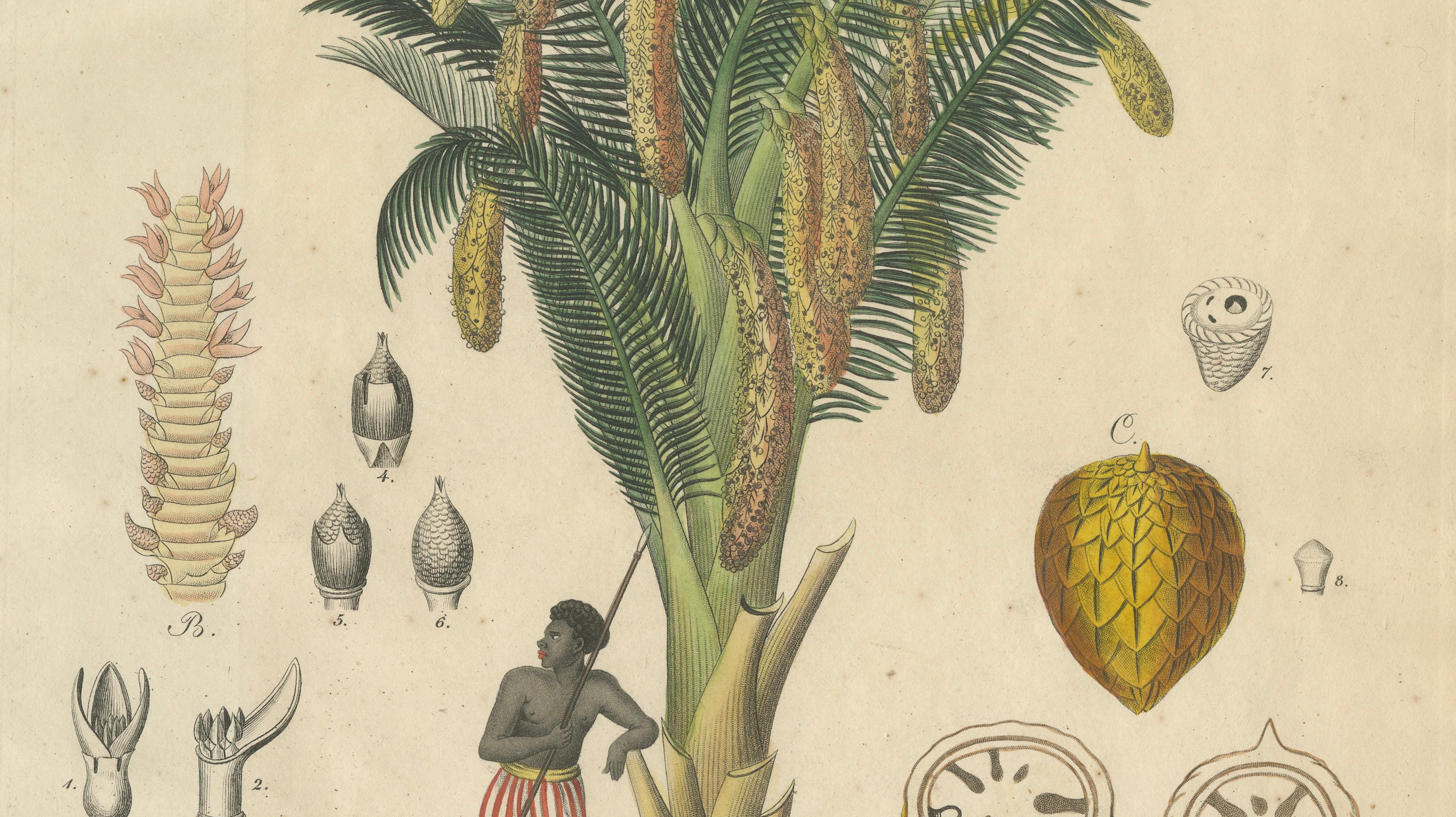 Antique Sago Palm Botanical Print, Copper Engraving, c.1831