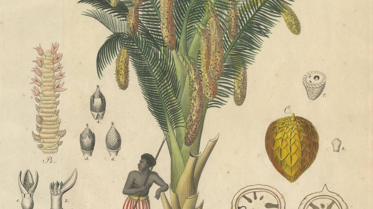 Antique Sago Palm Botanical Print, Copper Engraving, c.1831
