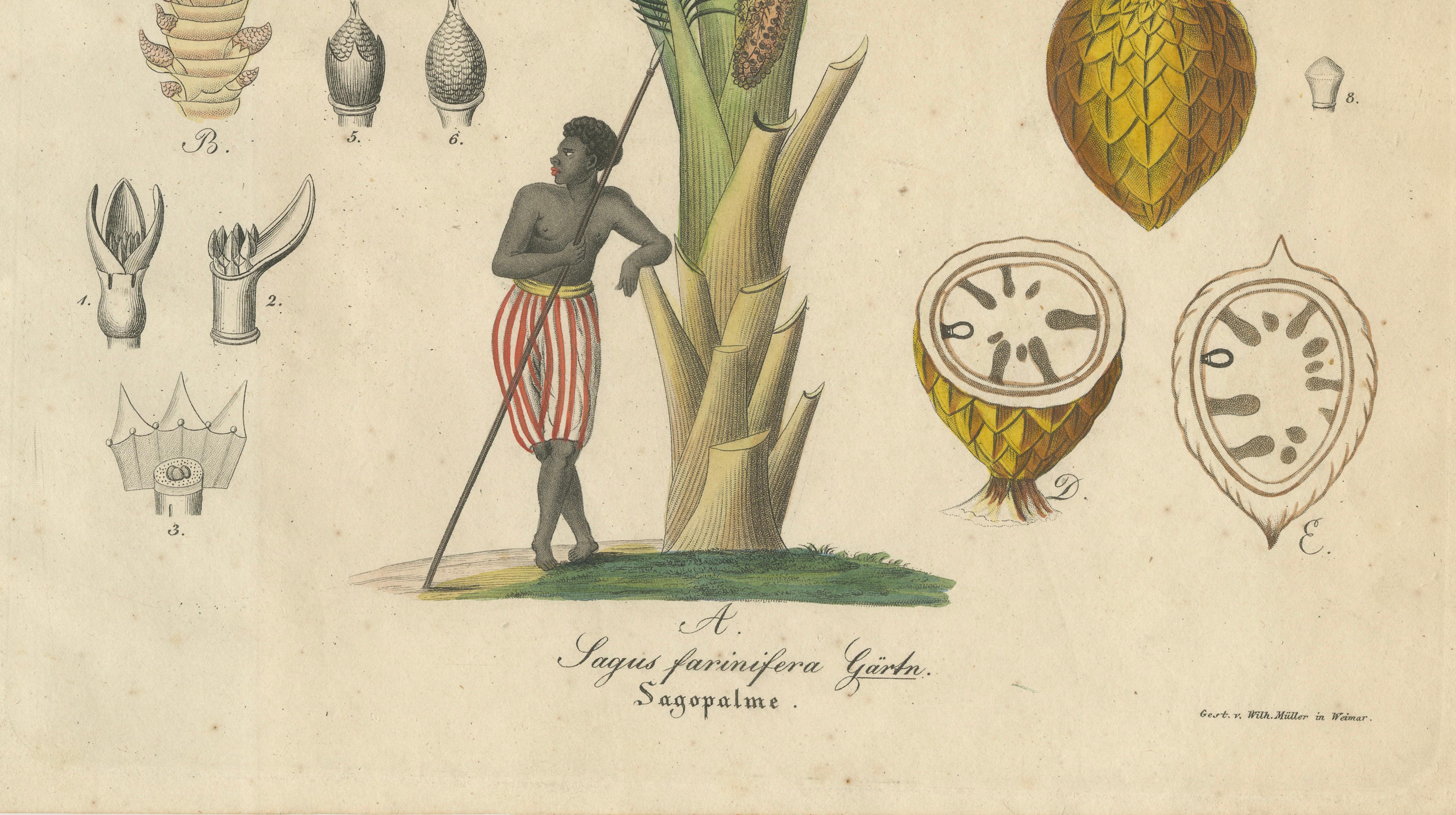 Antique Sago Palm Botanical Print, Copper Engraving, c.1831