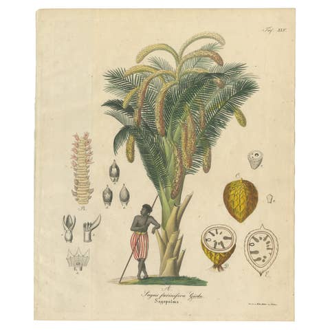 Antique Sago Palm Botanical Print, Copper Engraving, c.1831