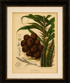 Antique Salak Palm Botanical Chromolithograph by Hoola van Nooten, c. 1880
