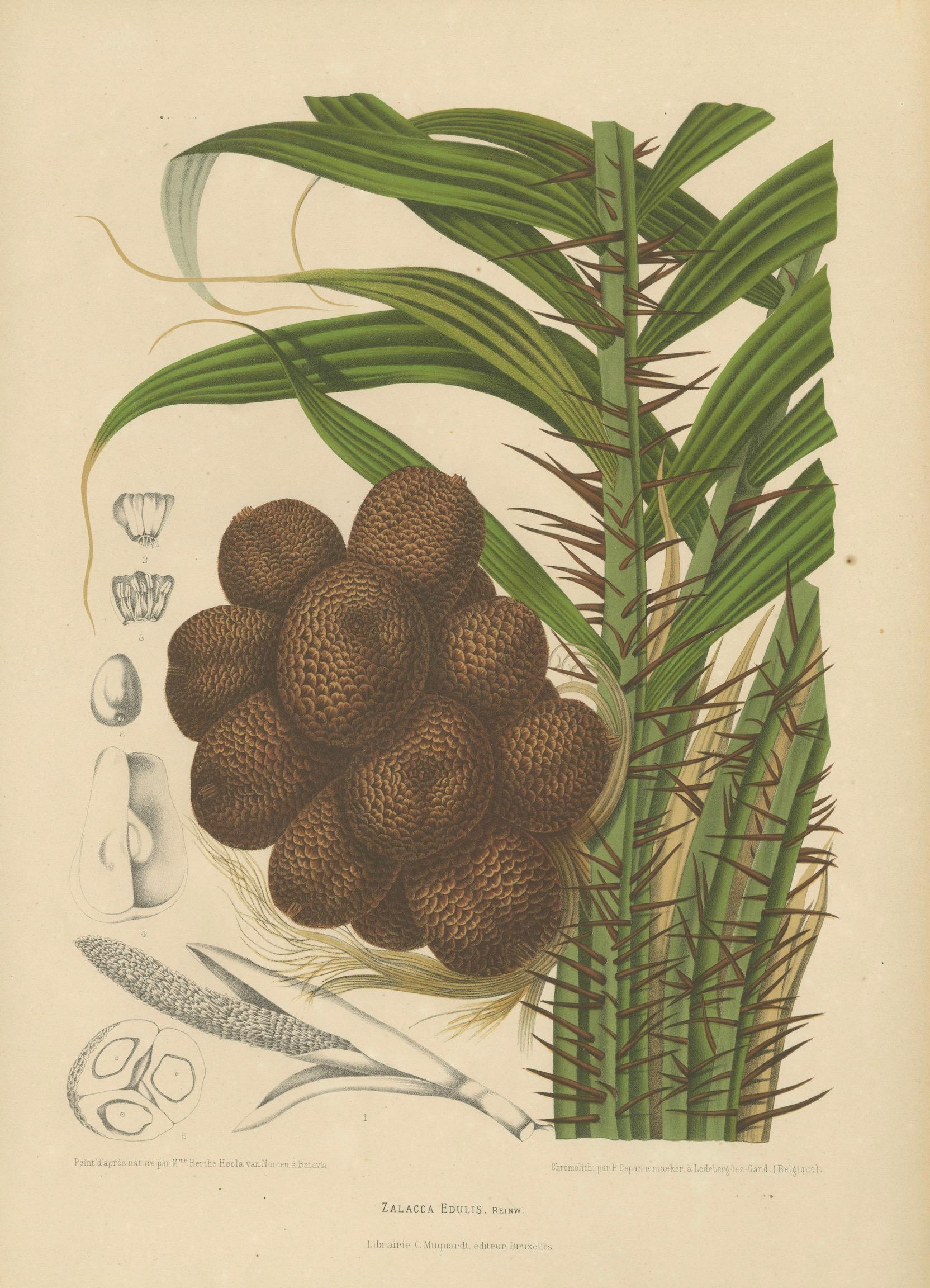Antique Salak Palm Botanical Chromolithograph by Hoola van Nooten, c. 1880