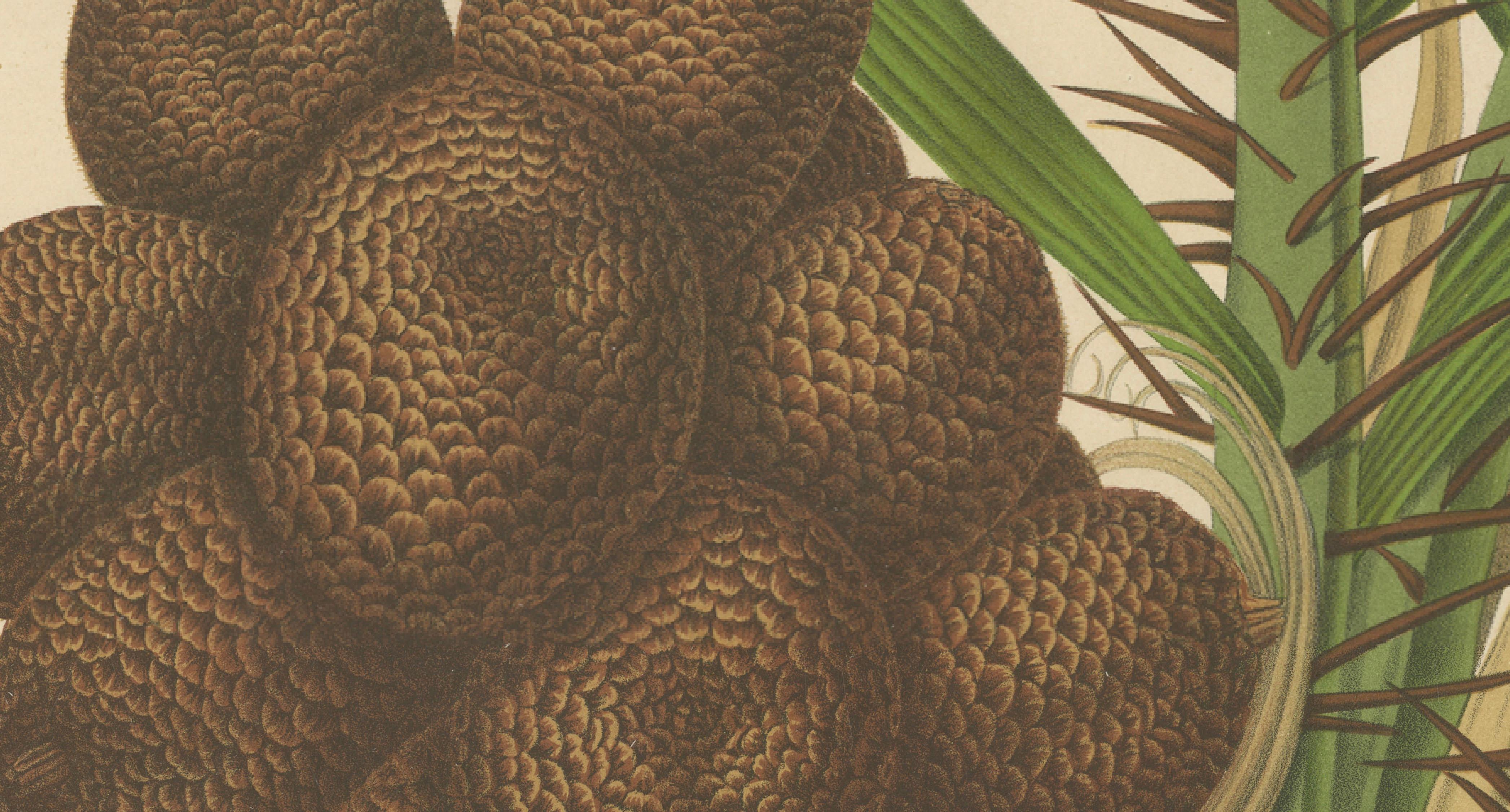 Antique Salak Palm Botanical Chromolithograph by Hoola van Nooten, c. 1880