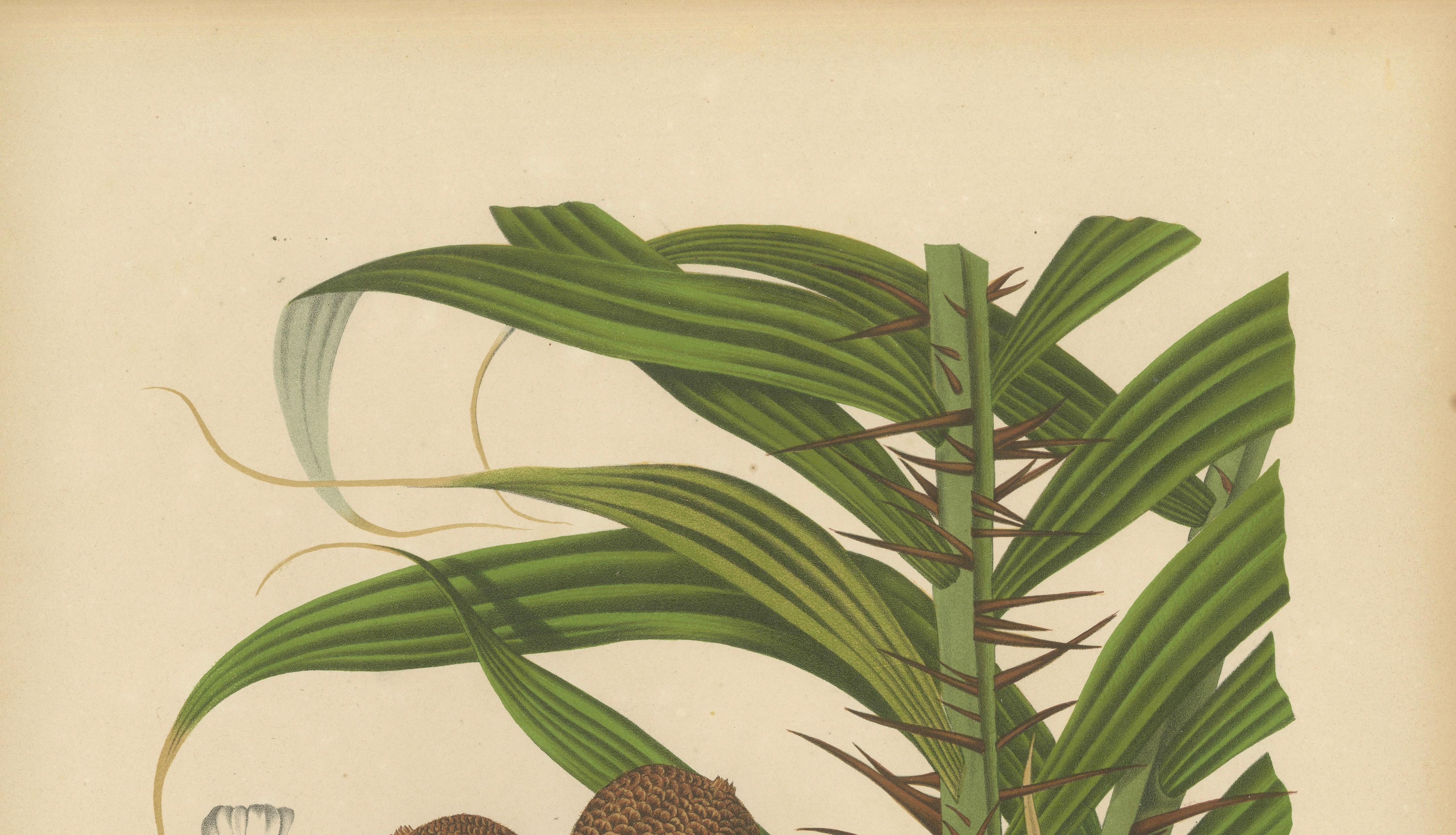 Antique Salak Palm Botanical Chromolithograph by Hoola van Nooten, c. 1880