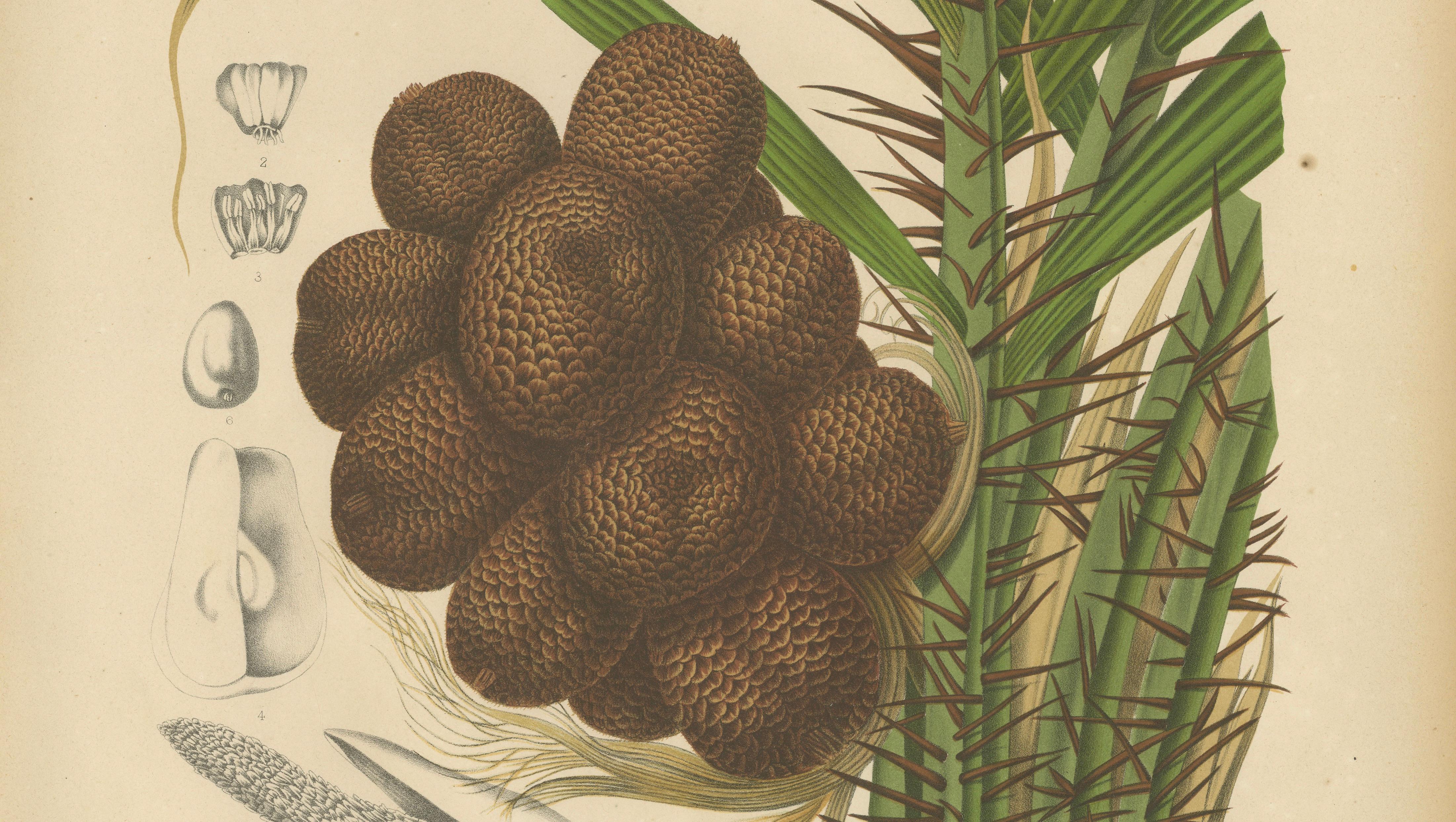 Antique Salak Palm Botanical Chromolithograph by Hoola van Nooten, c. 1880